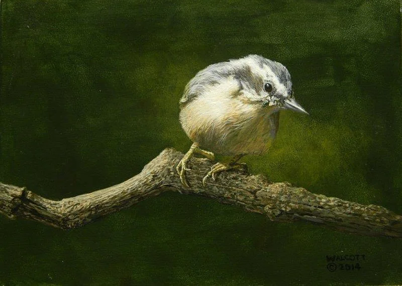  Nuthatch on Branch 2  acrylic, 5" x 7"