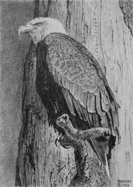  Eagle  graphite, 10" x 7"