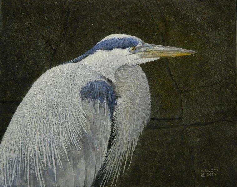  Heron Portrait  acrylic, 8" x 10"