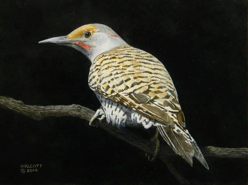  Northern Flicker on Branch  acrylic, 8" x 10"