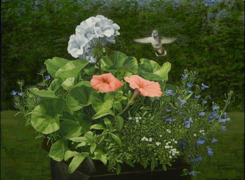  Hummer with Geraniums  acrylic, 11" x 14"