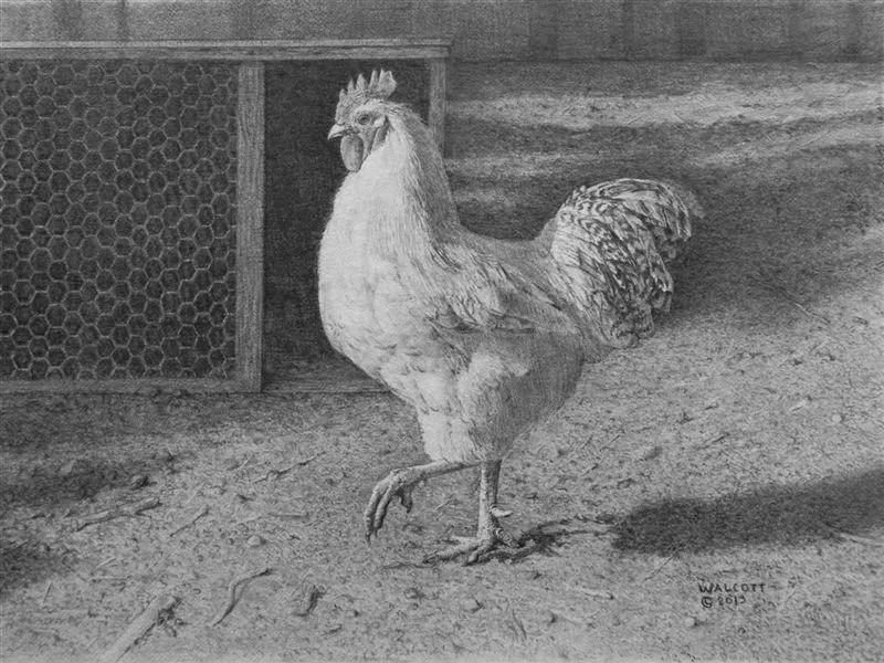  Chairman of the Yard 1  graphite, 7" x 10"