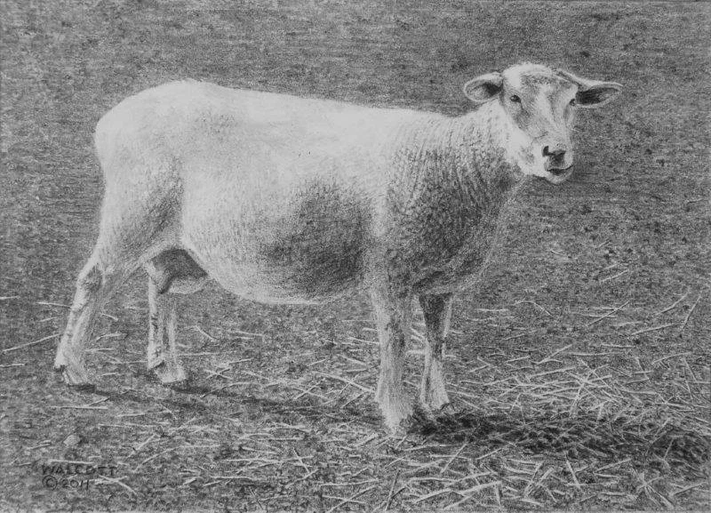  Sheep  graphite, 5" x 7"