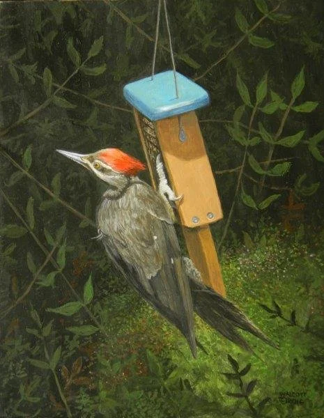  Pileated Woodpecker on Alert  acrylic, 10" x 8"