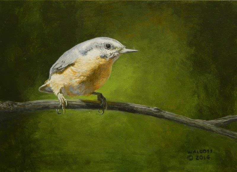  Nuthatch on Branch 1  acrylic, 5" x 7"
