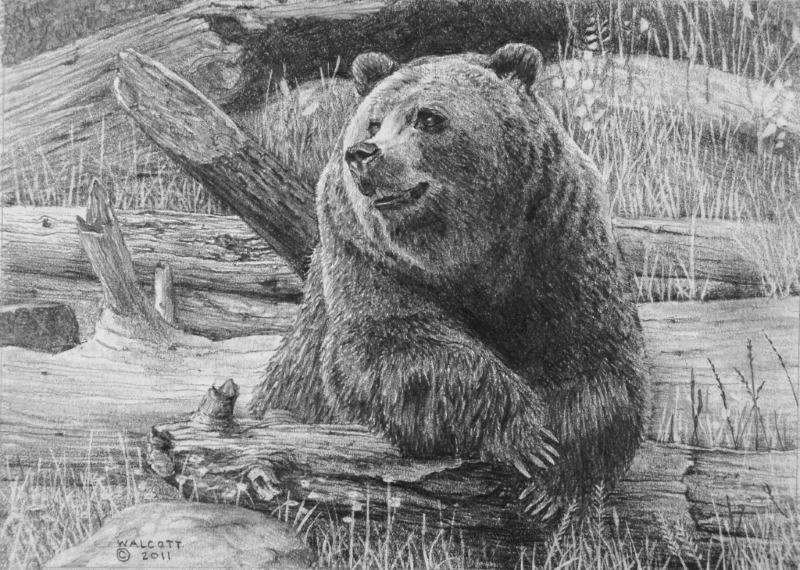  Resting Bear  graphite, 5" x 7"