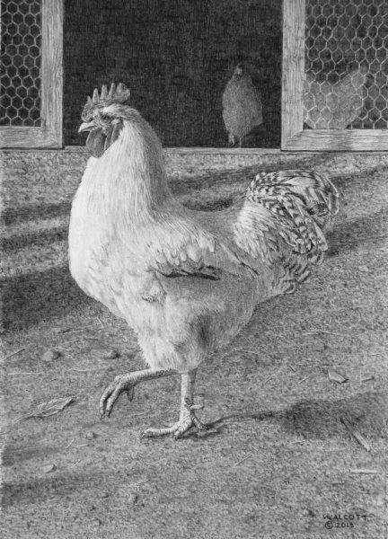  Chairman Of The Yard #4  graphite, 10" x 7"