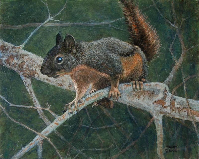  Curious Squirrel  acrylic, 8" x 10"