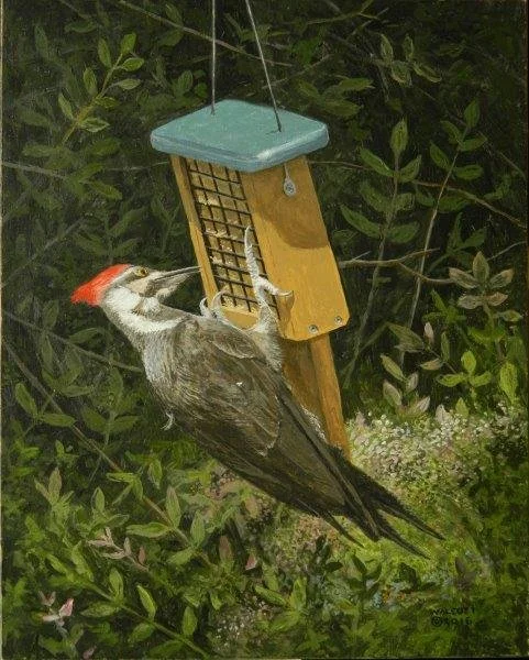  Pileated Woodpecker at Dinner  acrylic, 10" x 8"