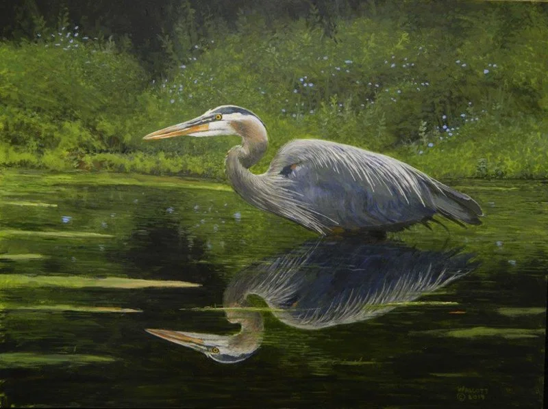  Heron and Reflection  from a photo by Don Turriaga acrylic, 12" x 16"