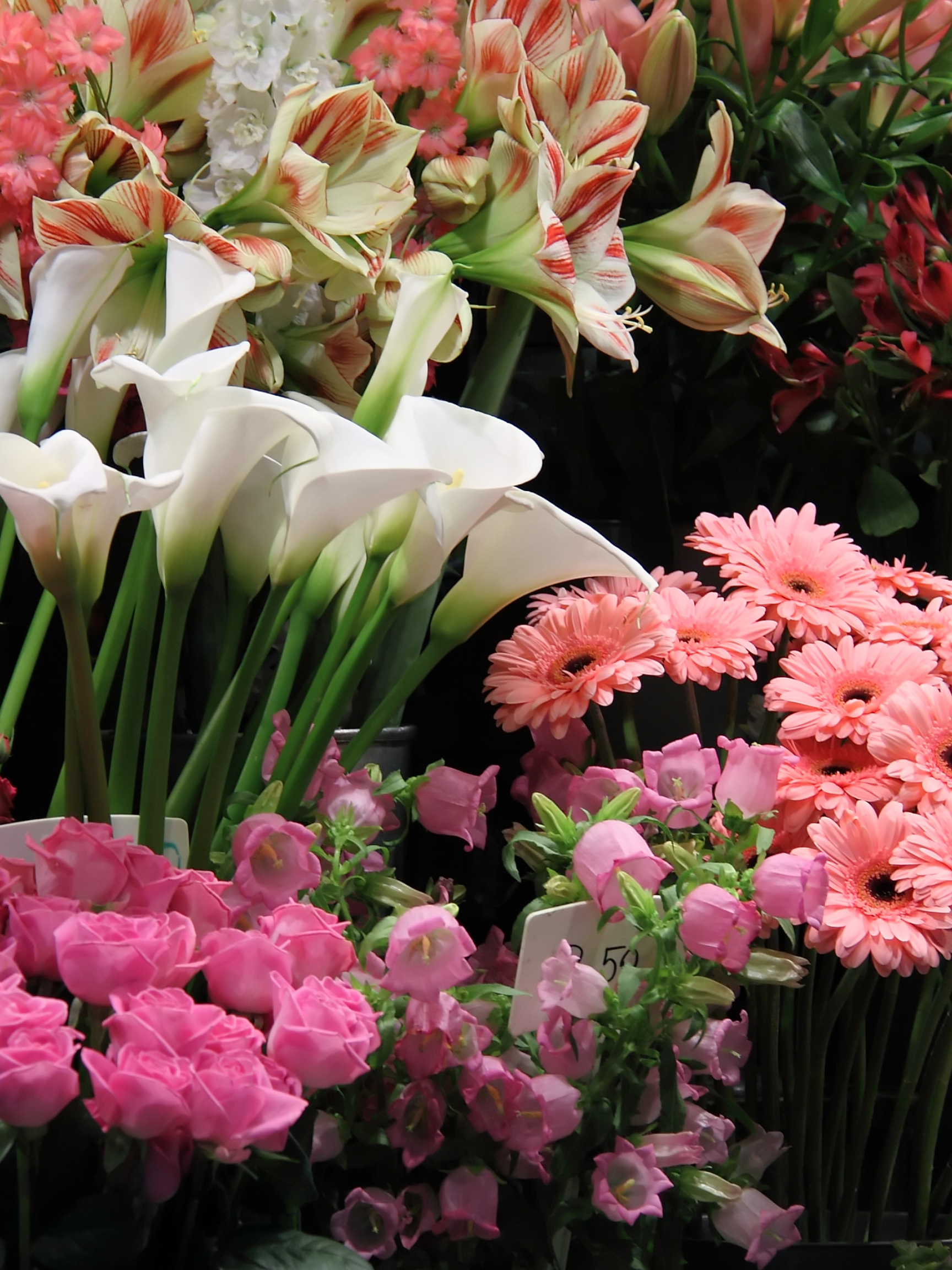 Untitled design (18).png