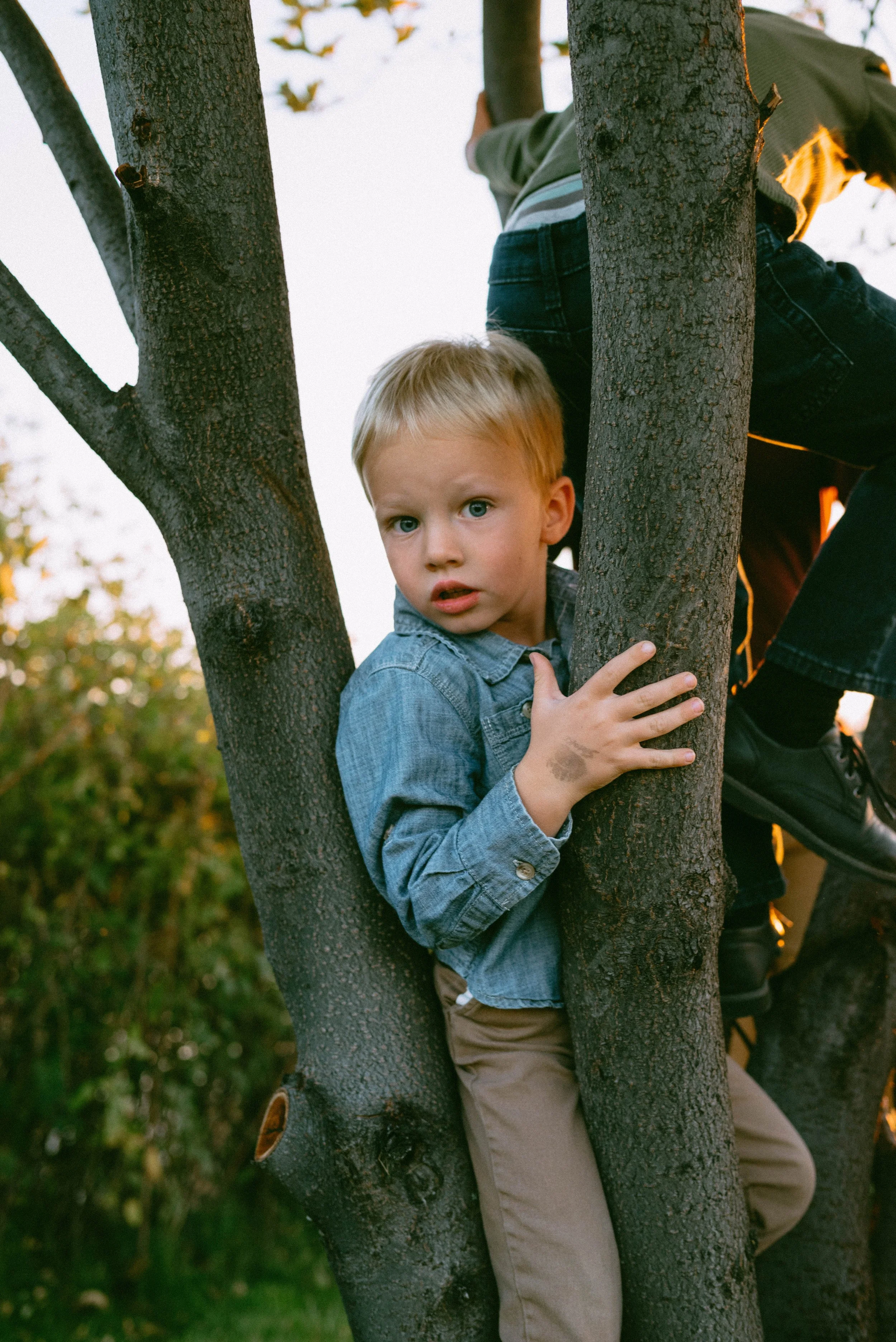 A young boy with blond hair and blue eyes climbing a tree and looking at the camera, playful and curious as he enjoys his Montana childhood.