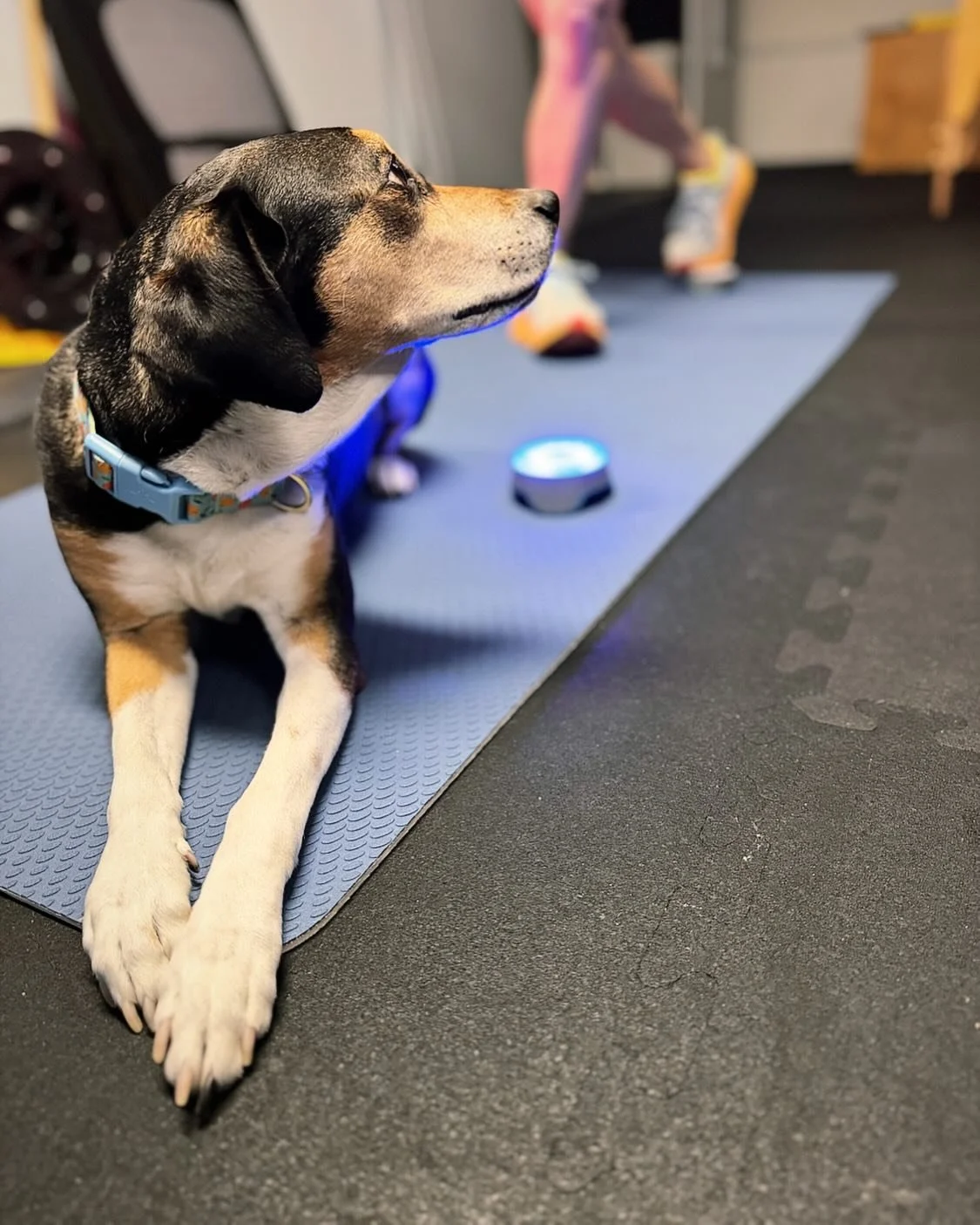 A little encouragement from Daphne 🐶