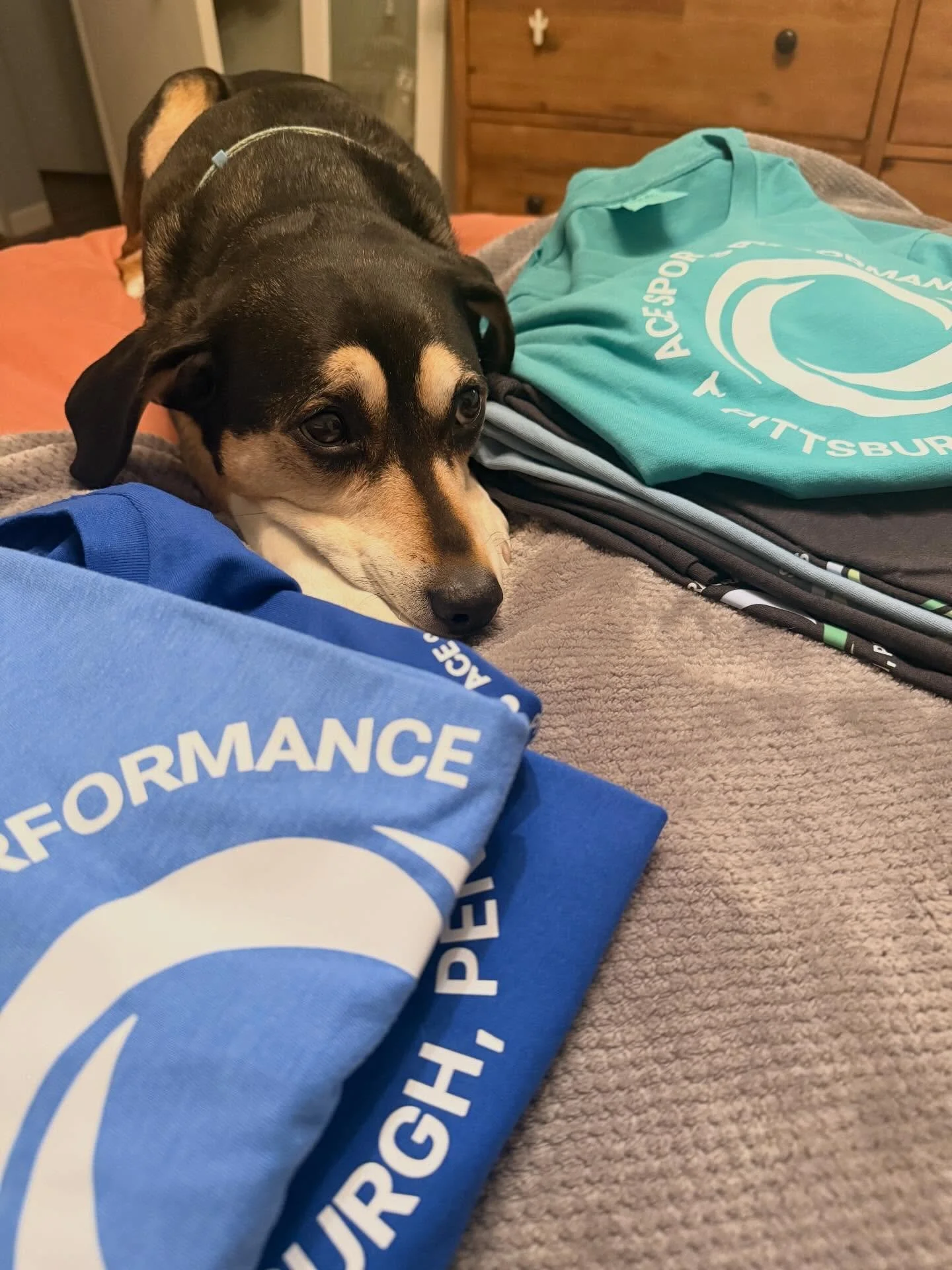 Good help is easy to find, when you have a dog