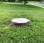 A big flat stump with a horizontal top