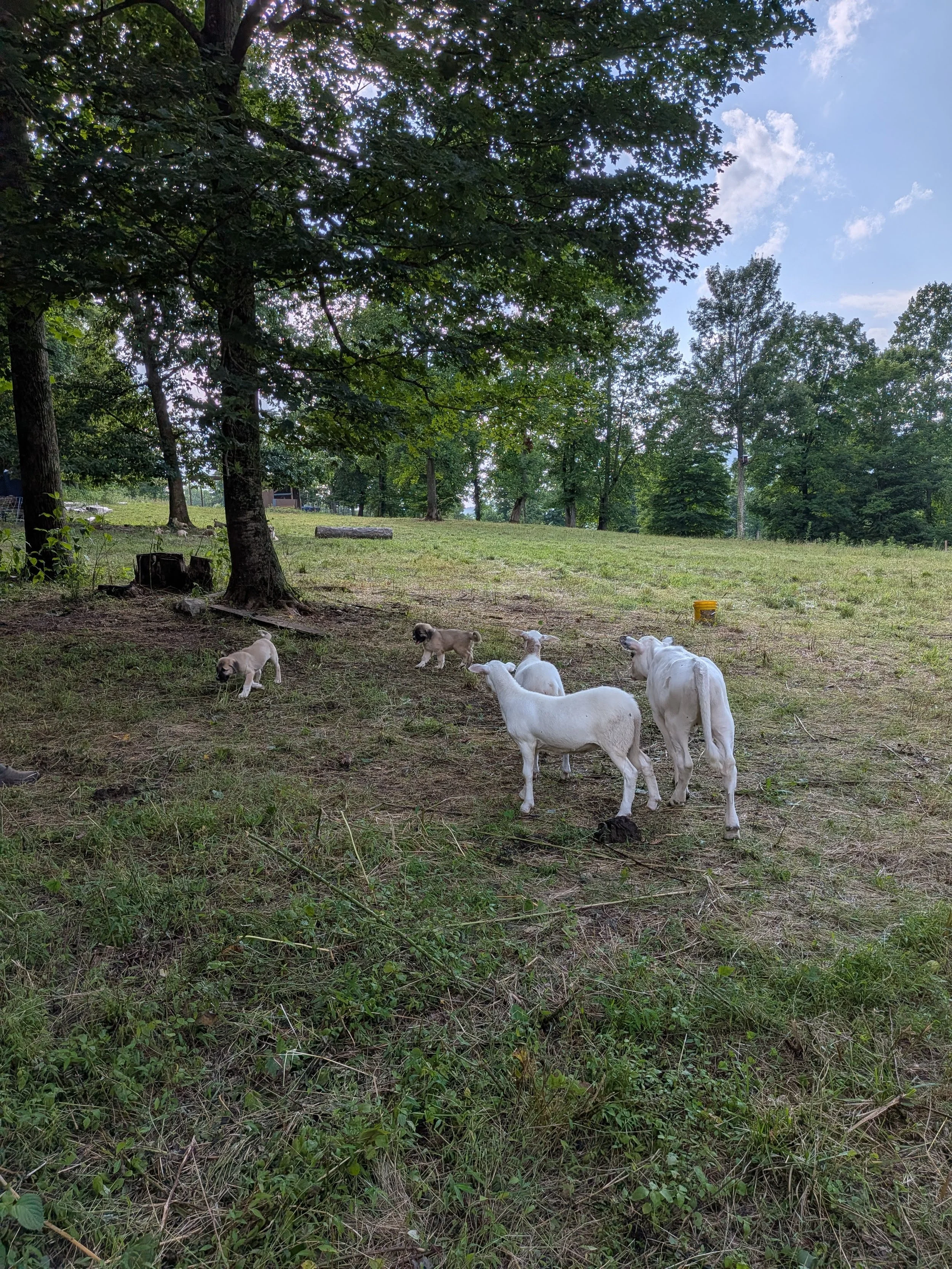 pups and lambs.jpg