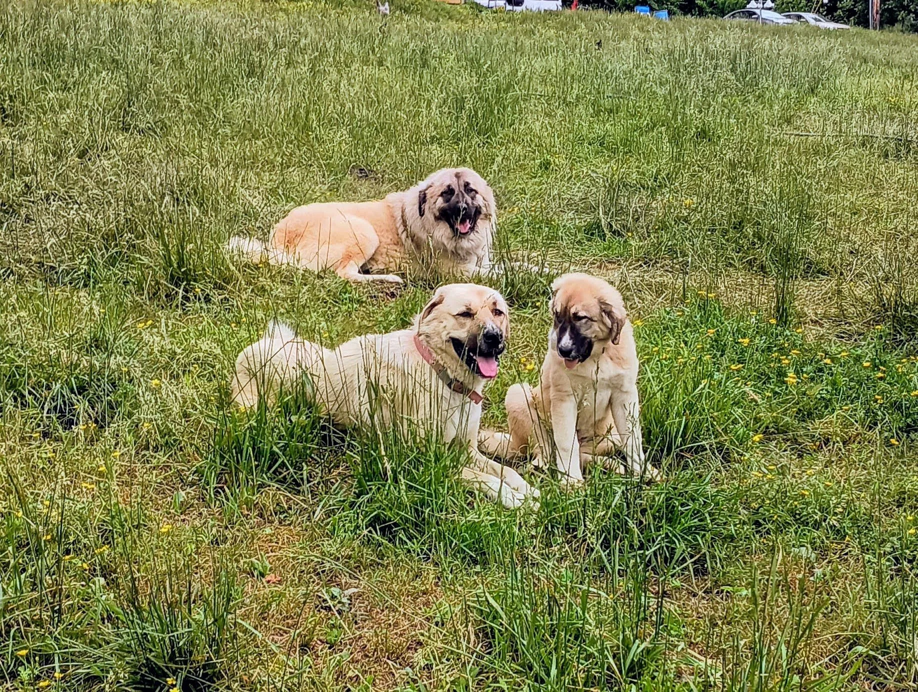 maggie with parents.jpg
