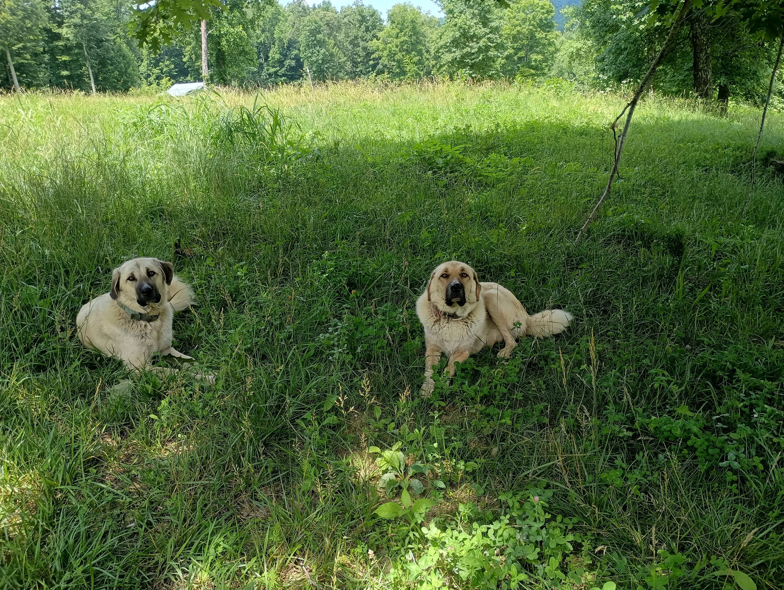 dolly and izzy.jpg