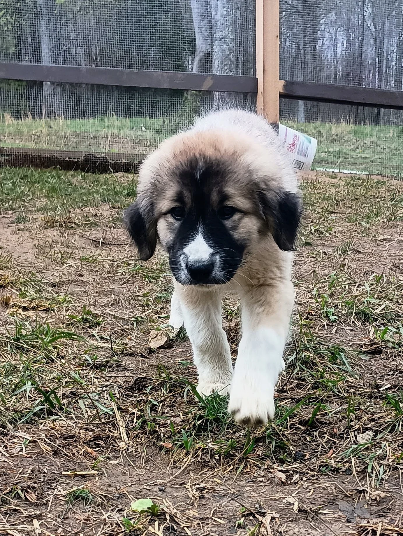 Turquoise 9 weeks.jpg