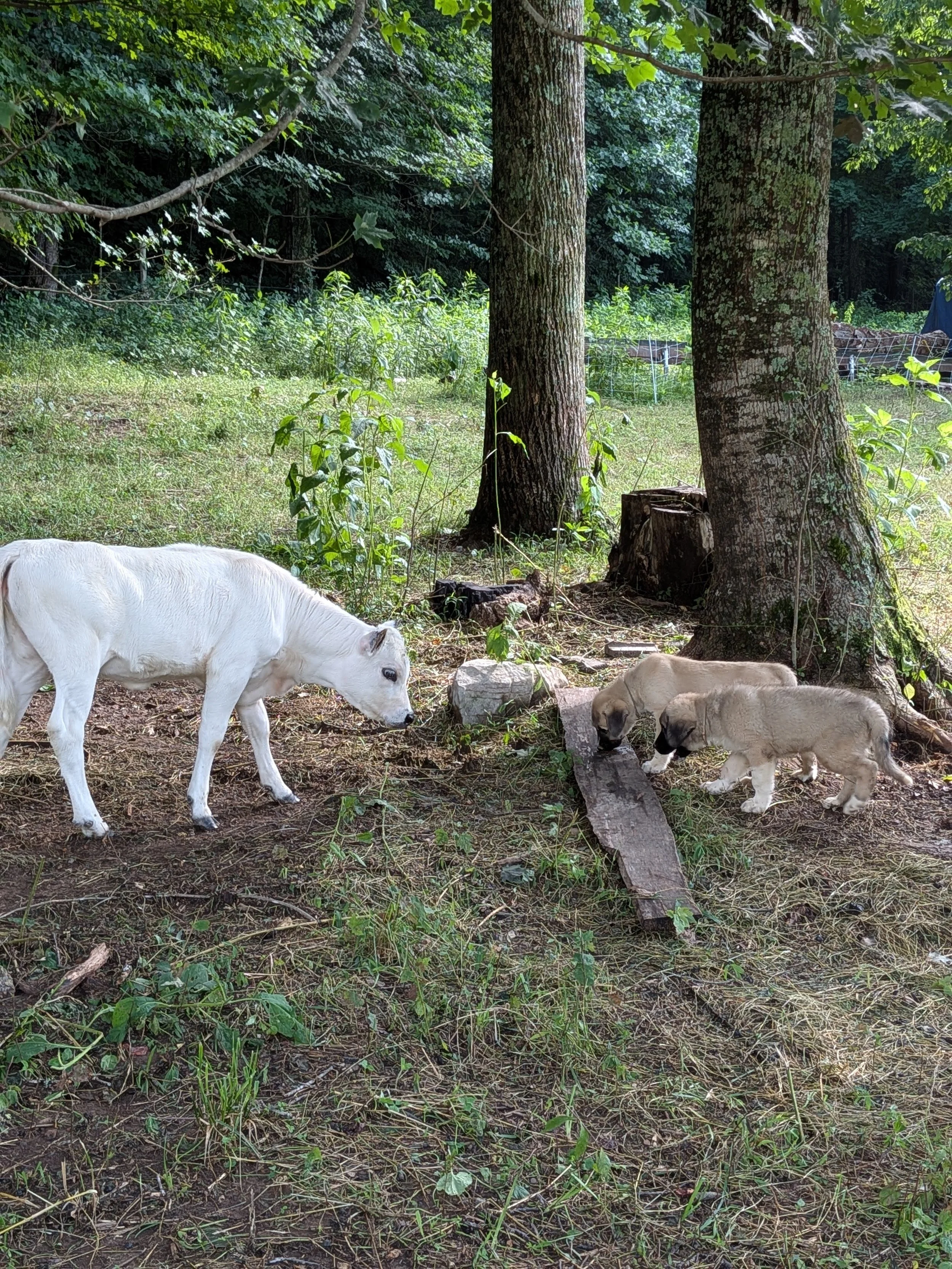 pups and beans.jpg