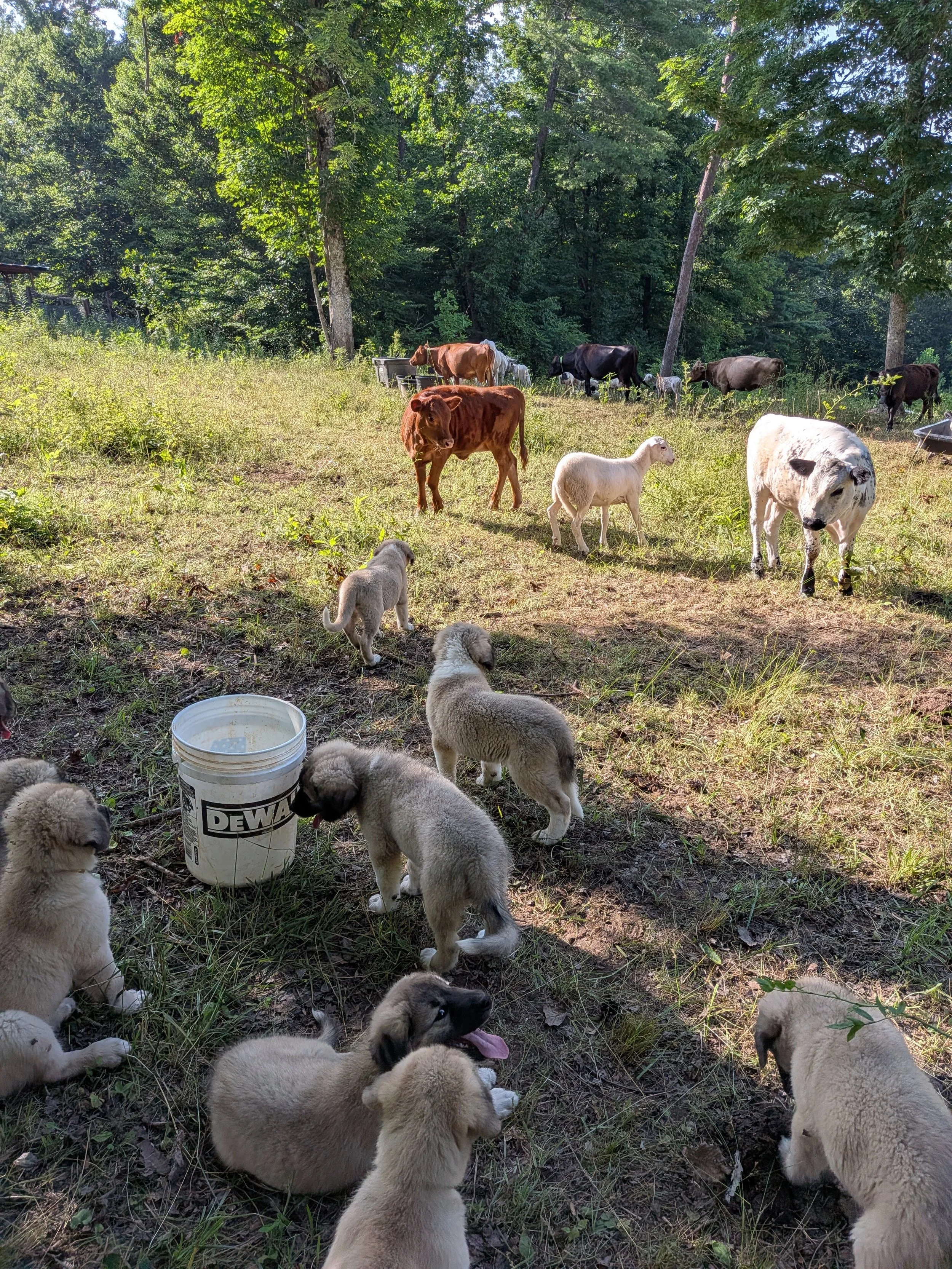 livestock and pups.jpg