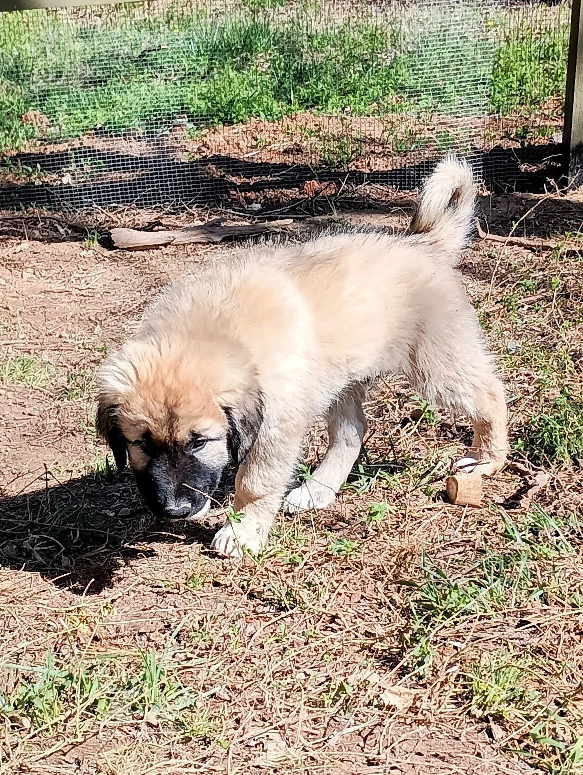Sunshine 9 weeks.jpg