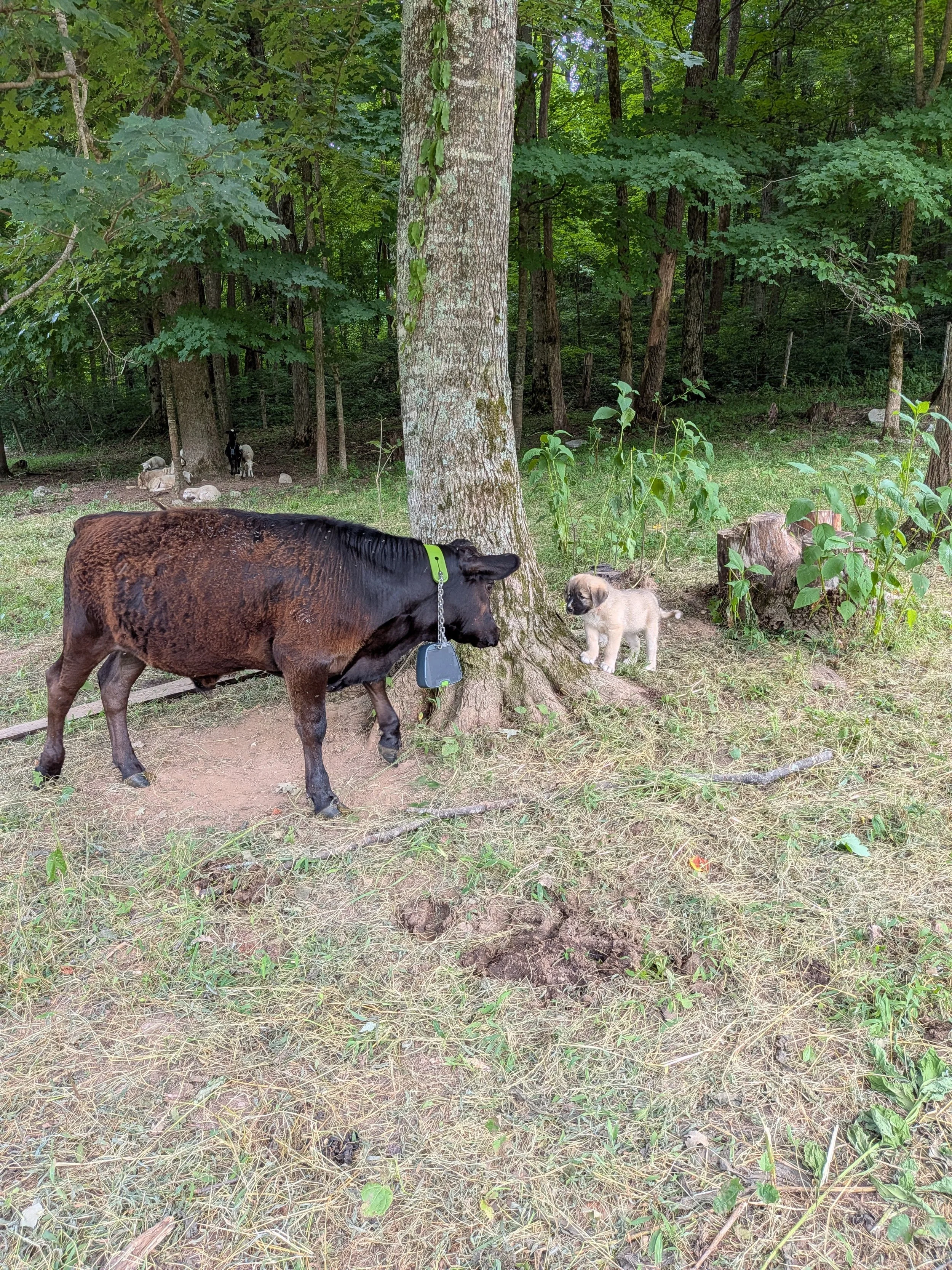 pup and septi.jpg