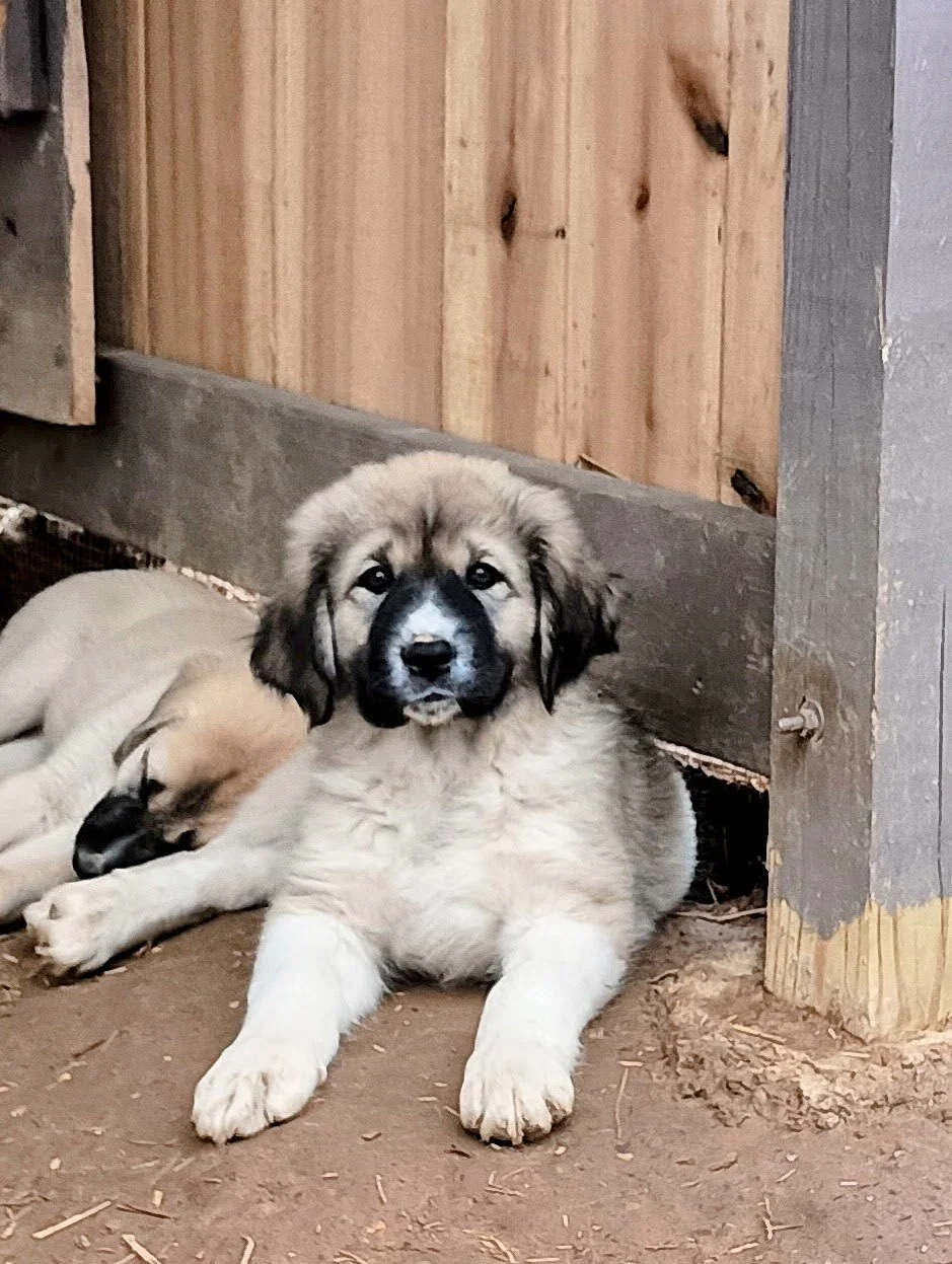 Violet 9 weeks.jpg