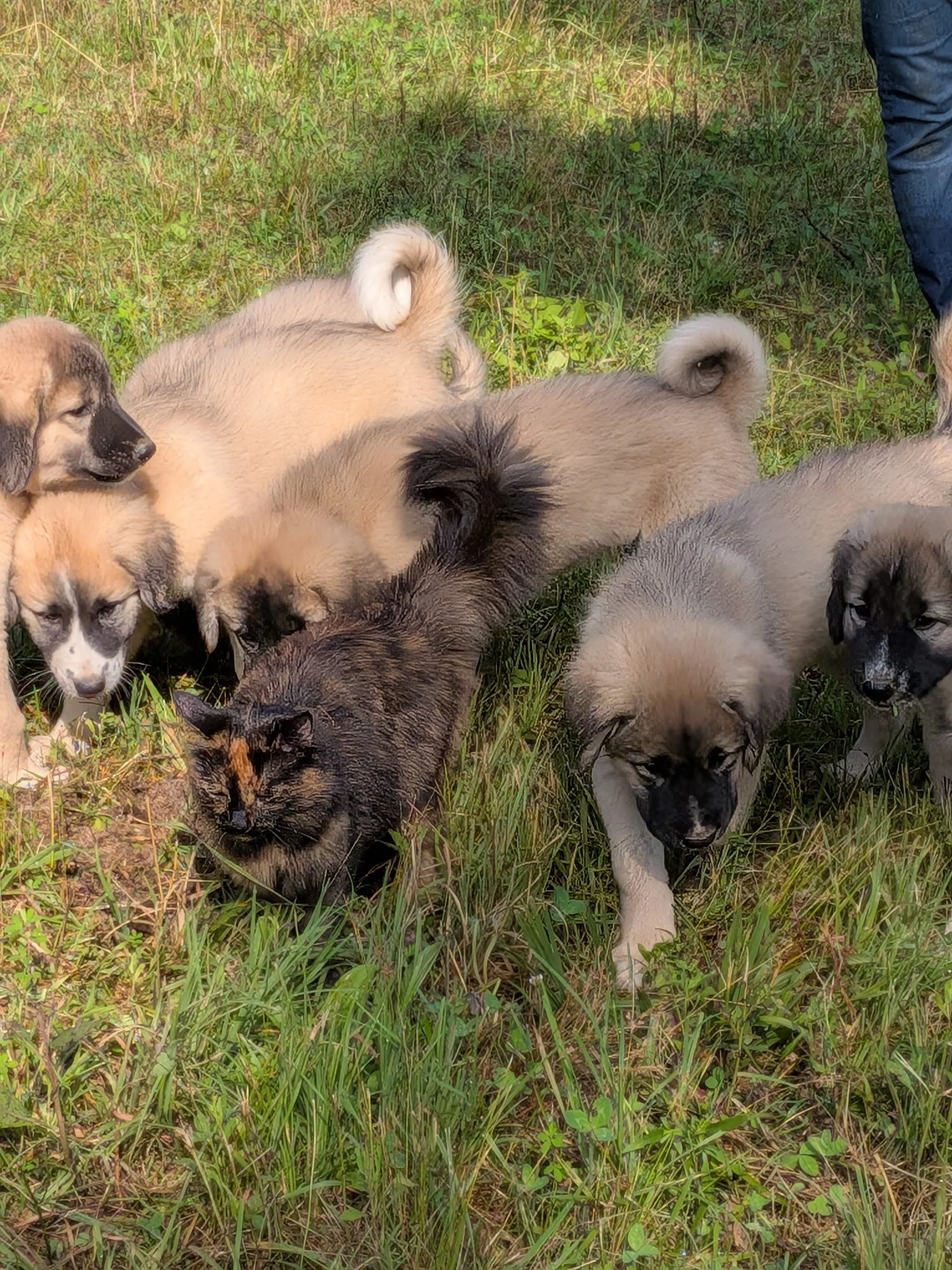 porta and pups one.jpg