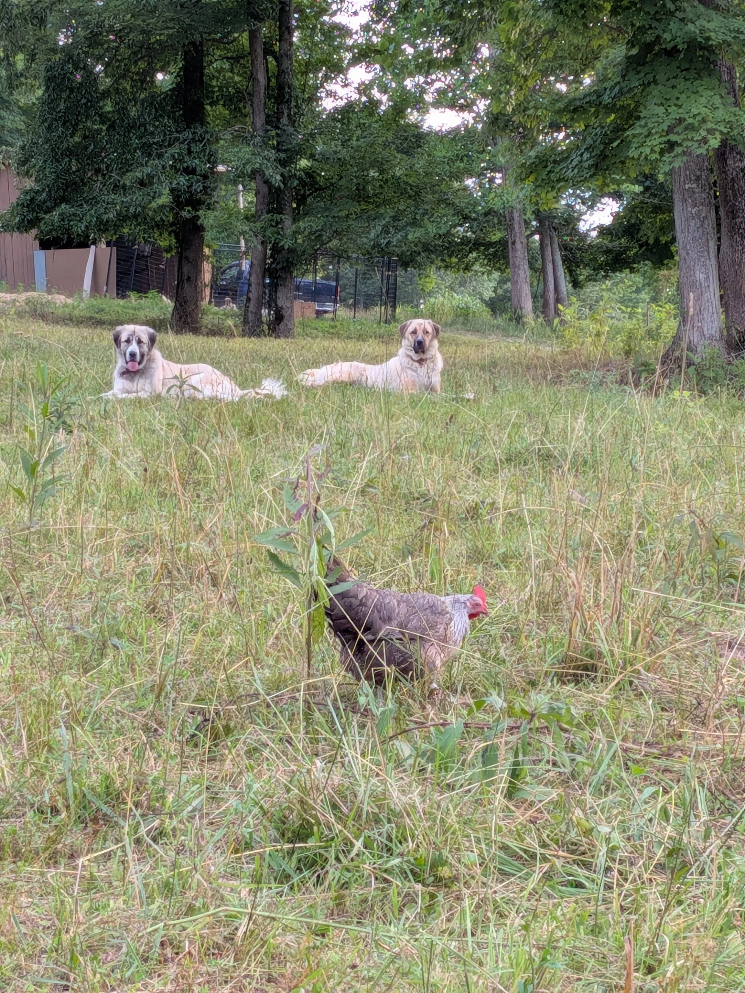 dolly, sissy and chicken.jpg