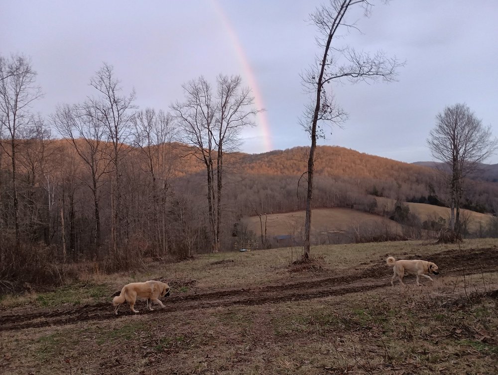 Registered Anatolian Shepherd Livestock Guardian Dogs — Bear Mountain Farm