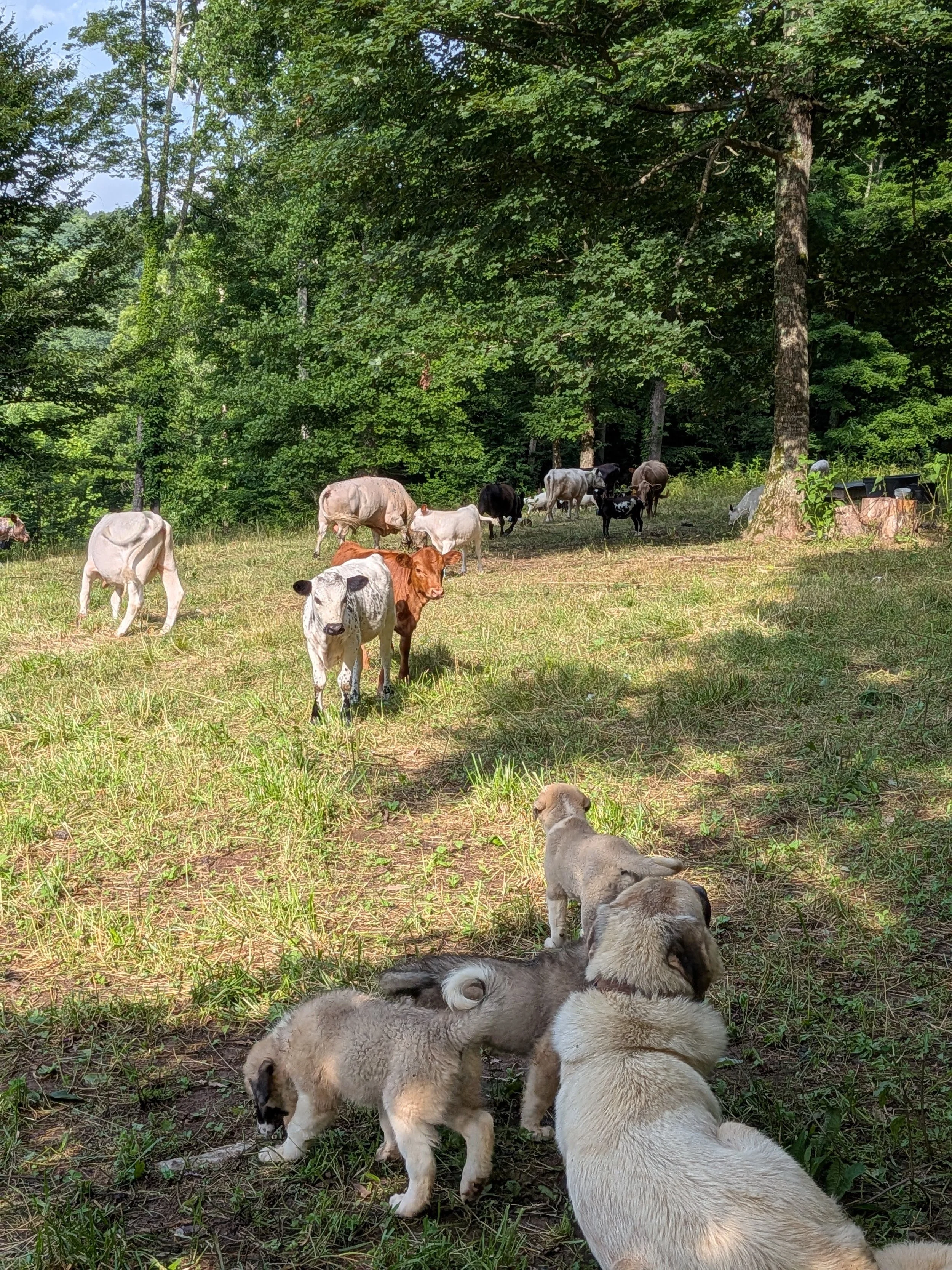 pups dolly calves.jpg