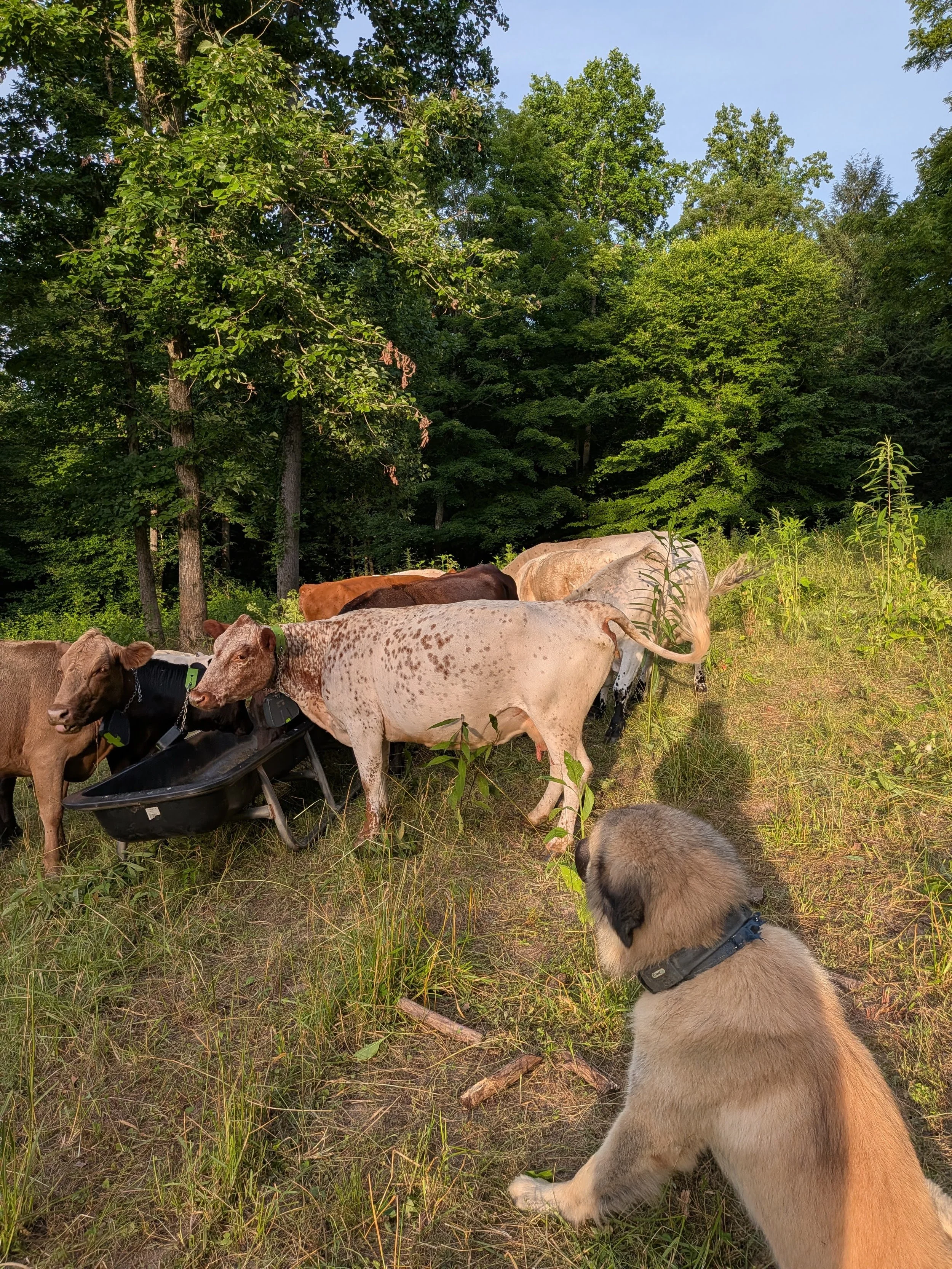kenny and cows.jpg