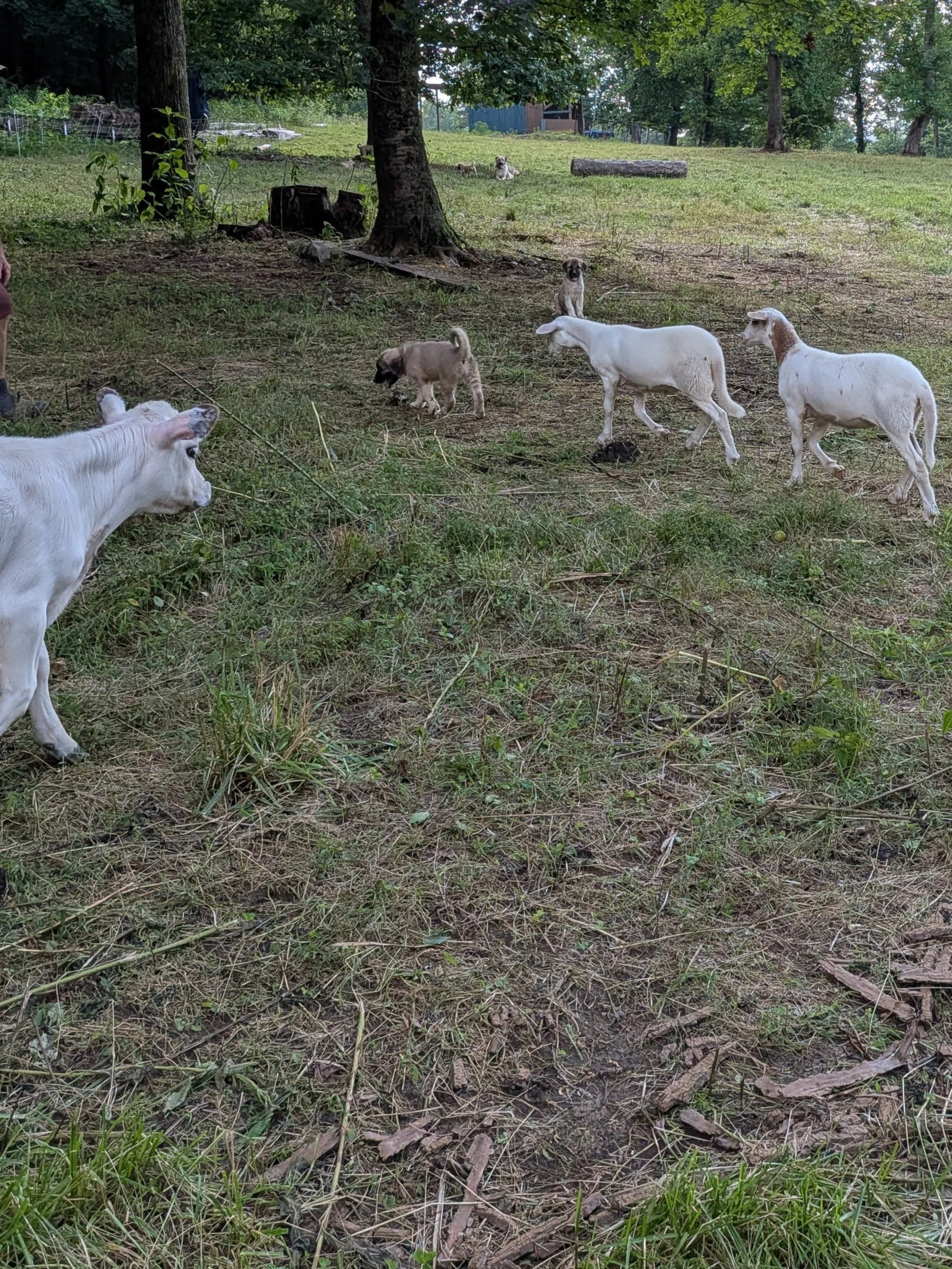 pups lambs beans.jpg