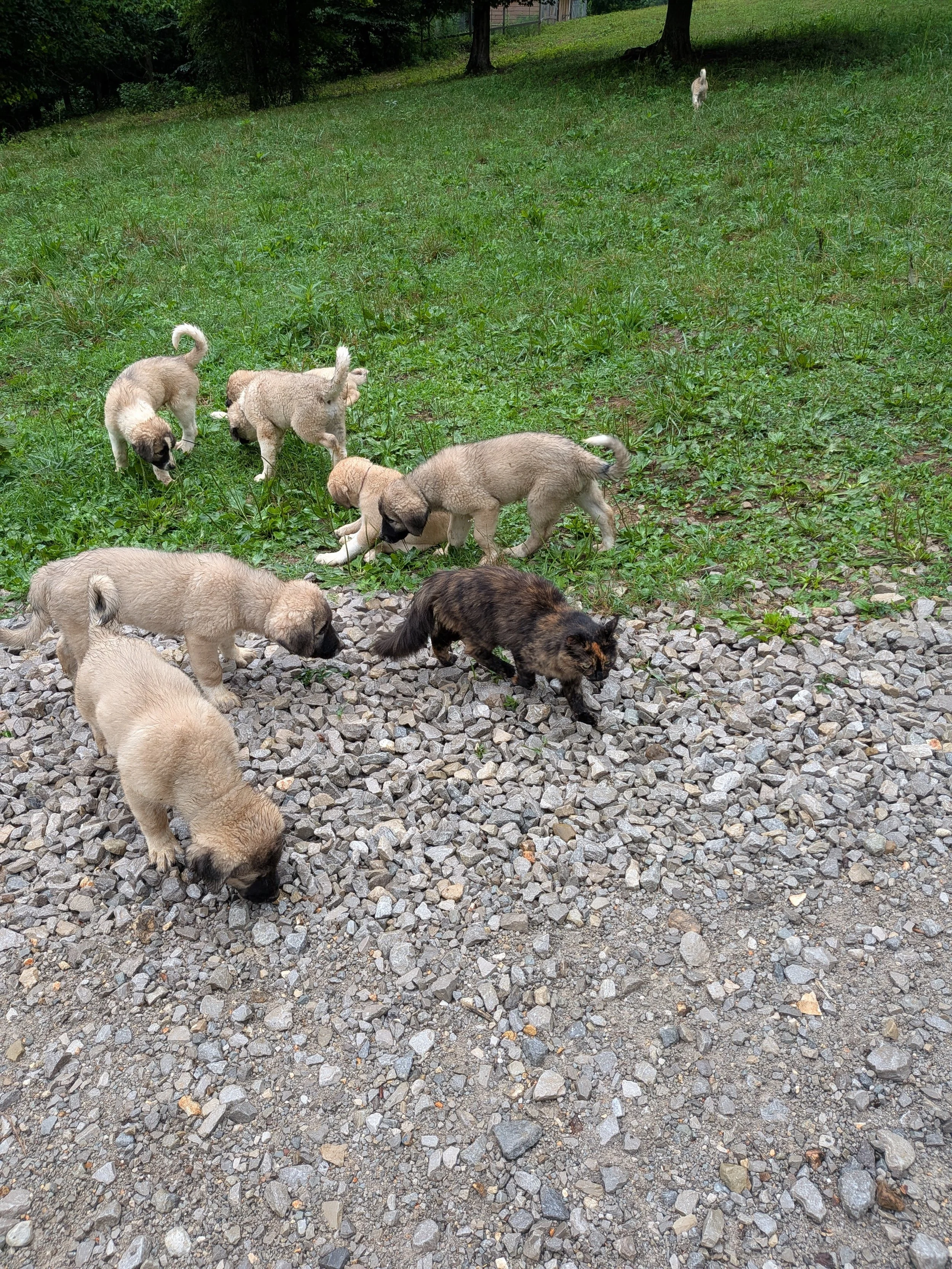 porta and pups two.jpg