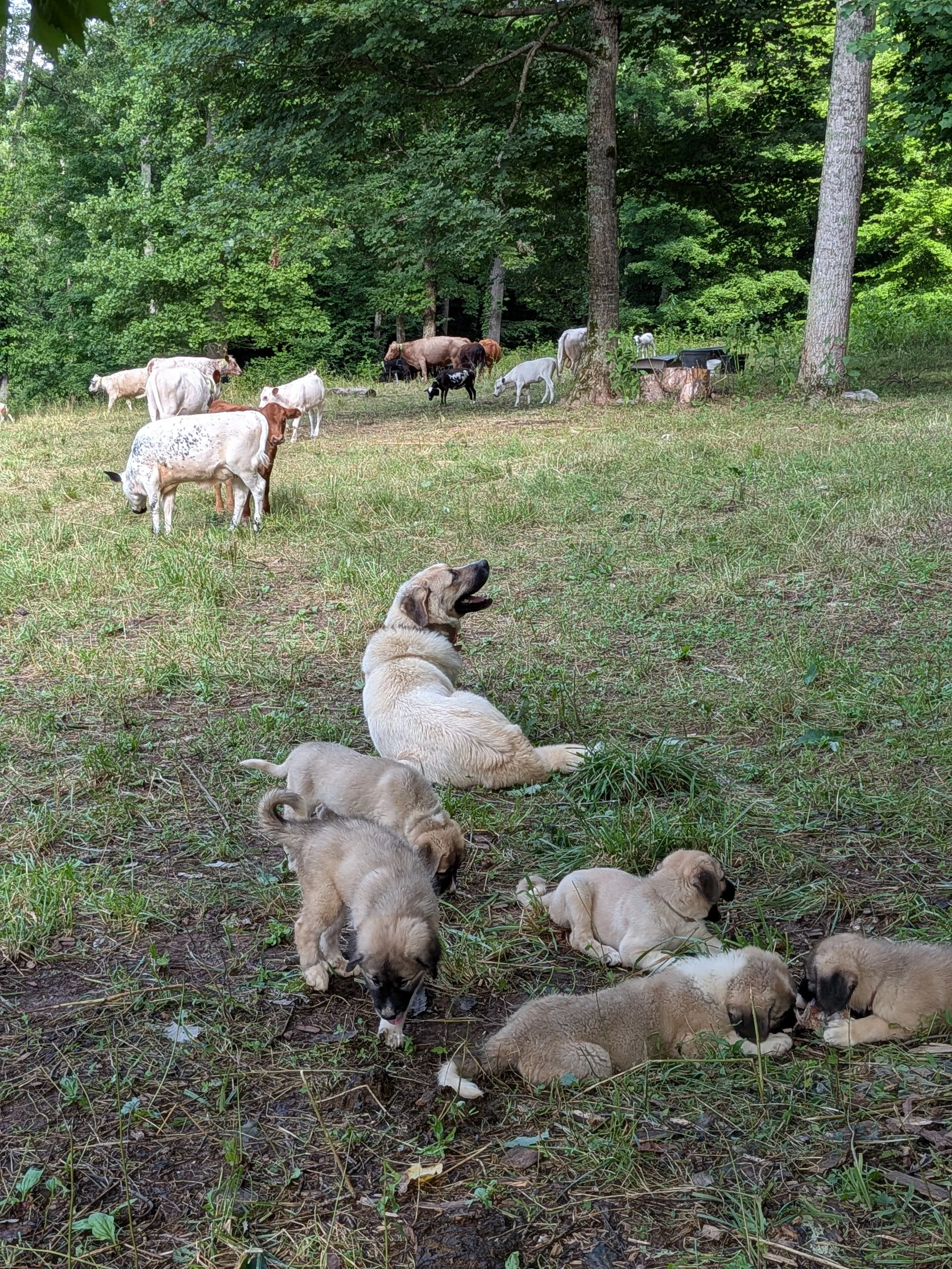pups dolly flerd.jpg