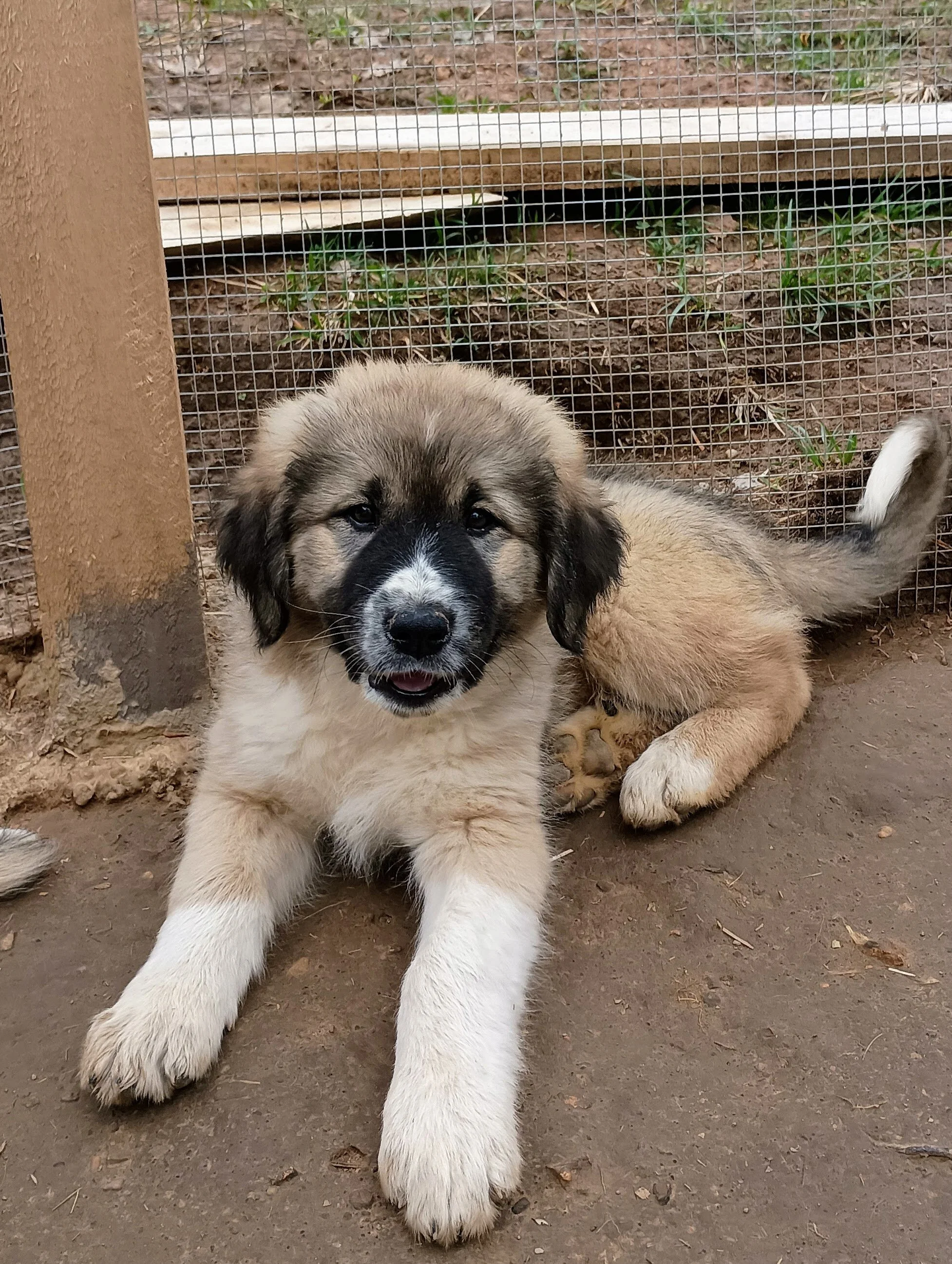Maggie 9 weeks.jpg