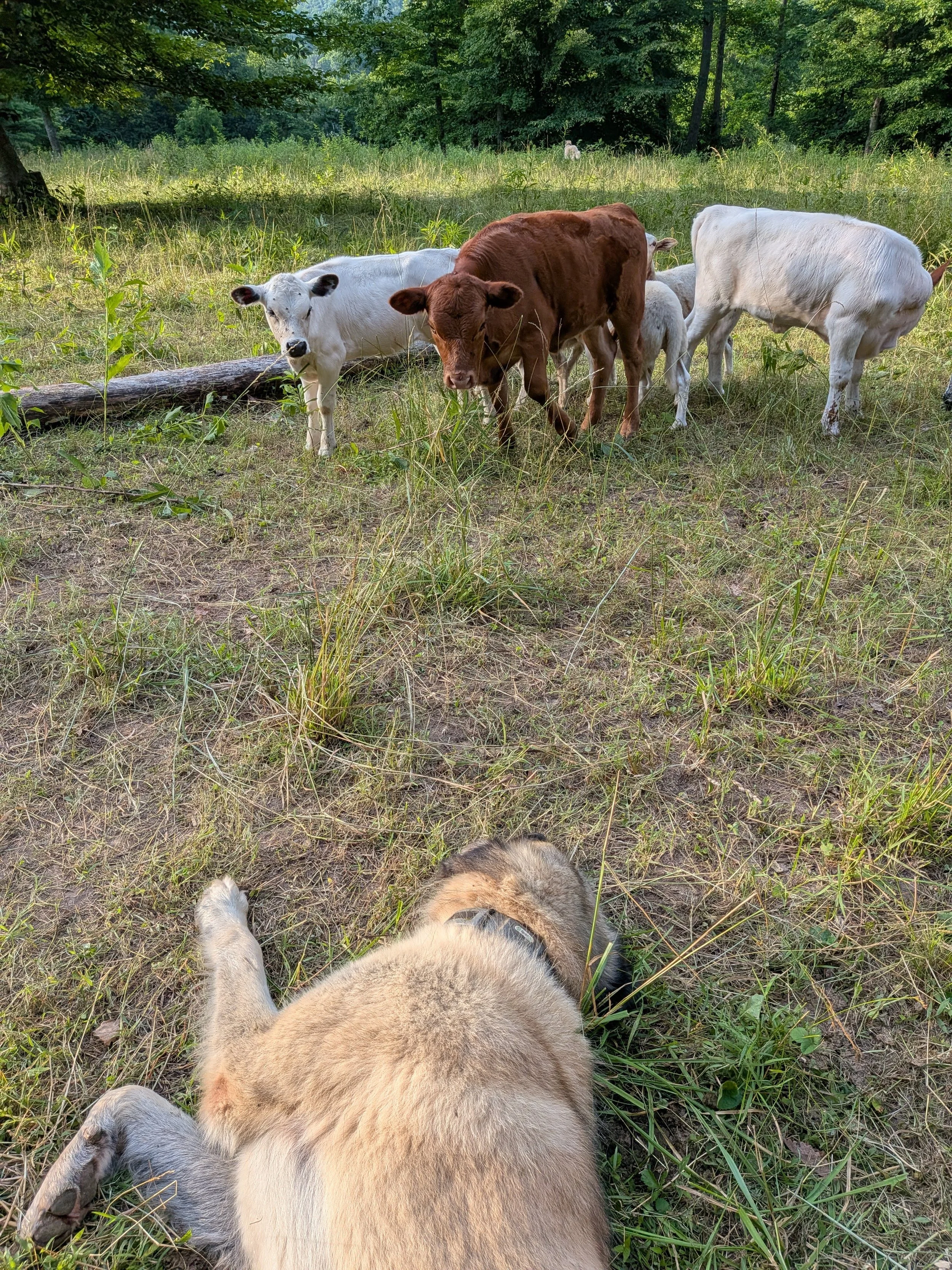 kenny and calves.jpg