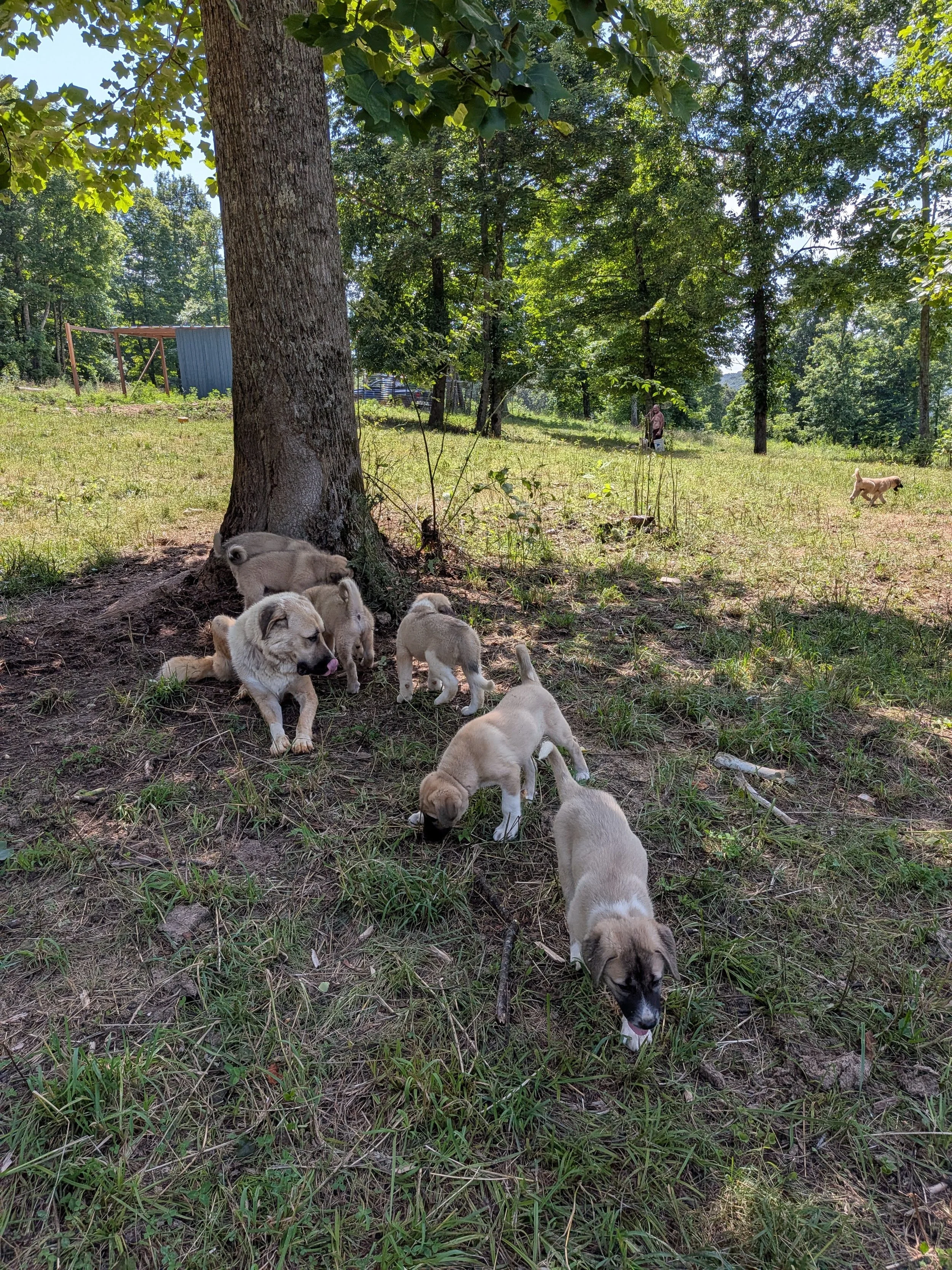 pups dolly tree.jpg