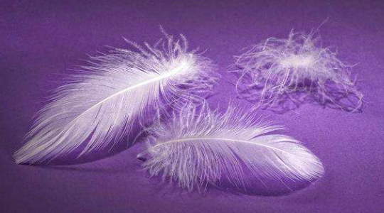 Three delicate white bird feathers on a purple background.