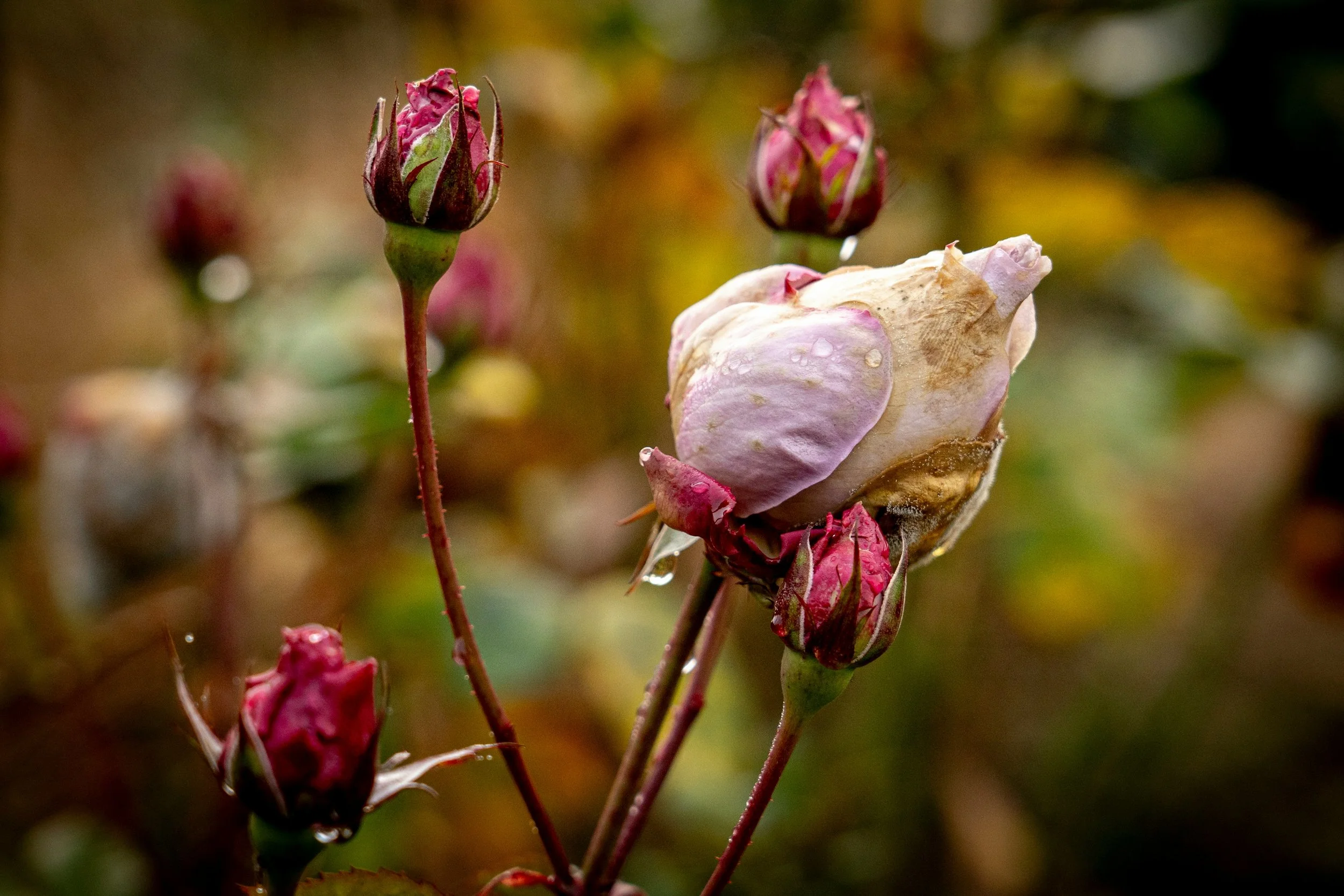 Life Transitions in Uncertain Times