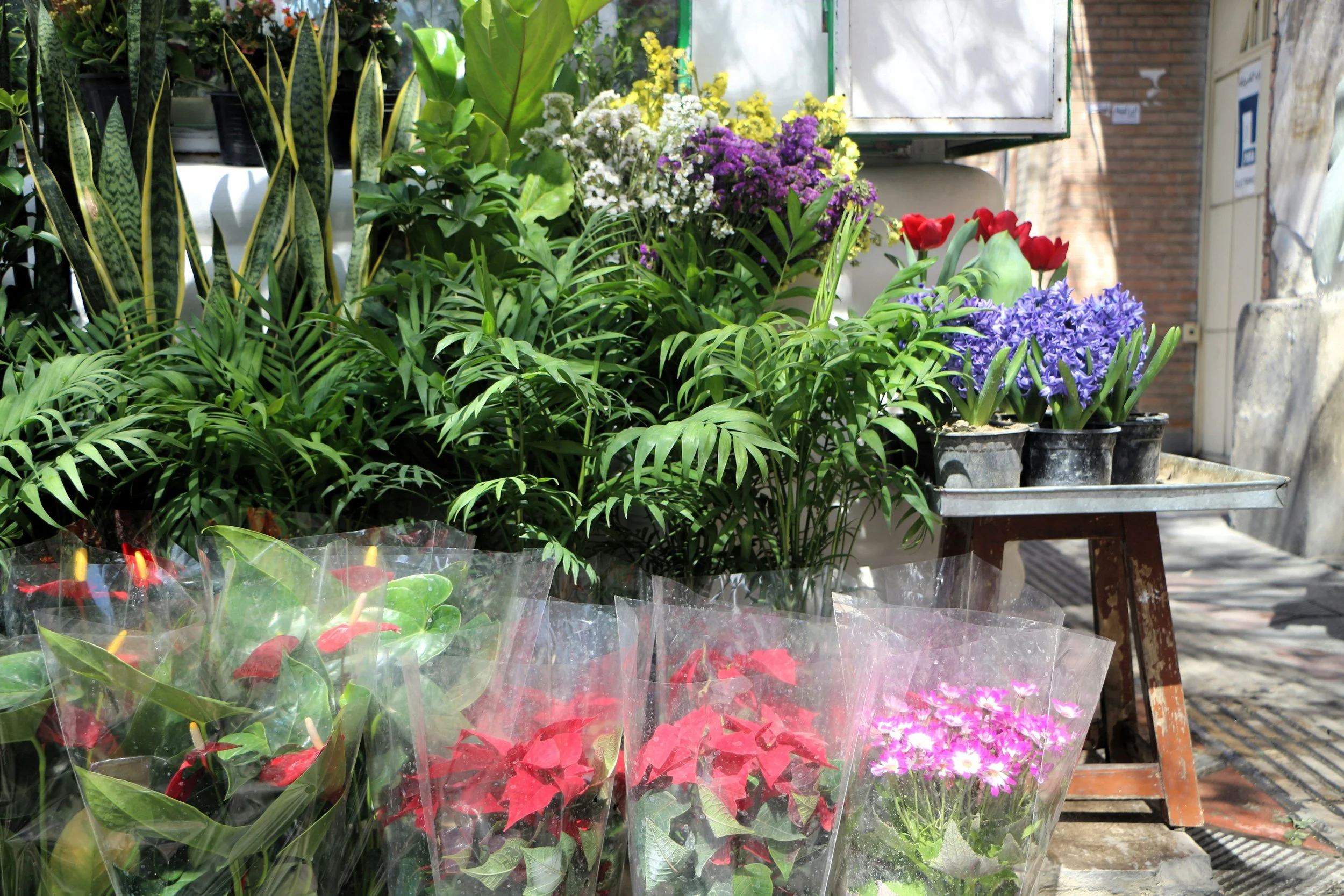 Navroz and Life Transitions: A Therapist’s Reflection on Grief, Growth, and New Beginnings