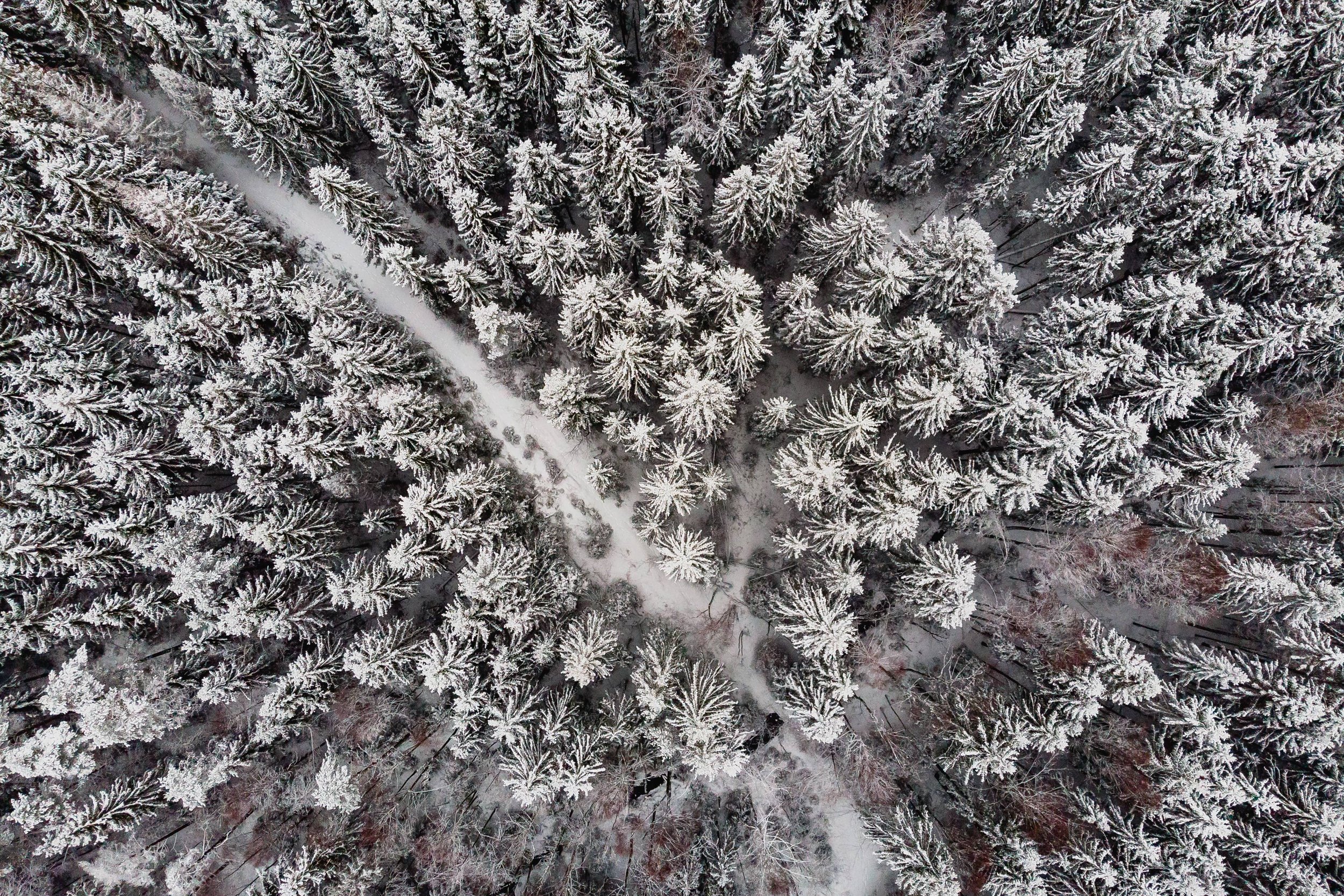 2. Norwegian Winter Whisper.jpg