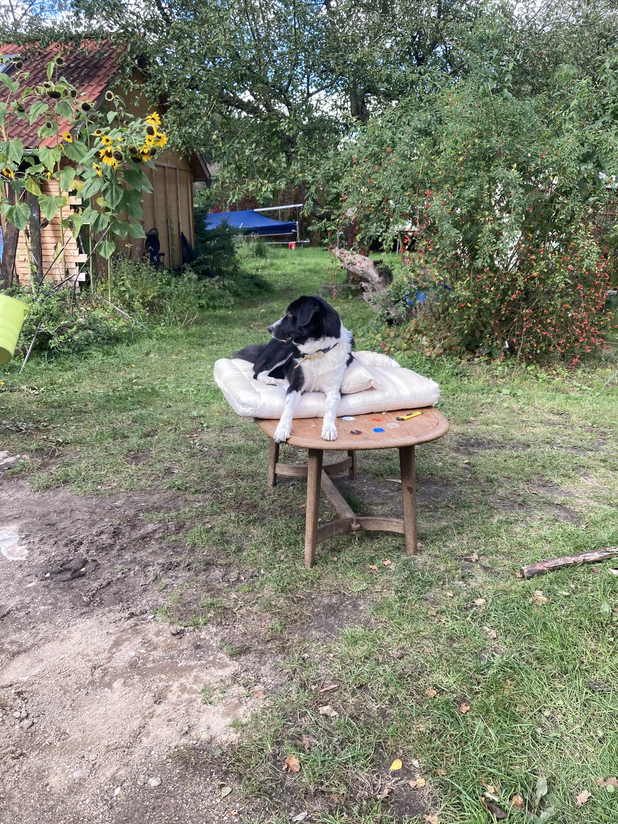Hundekissen nähen