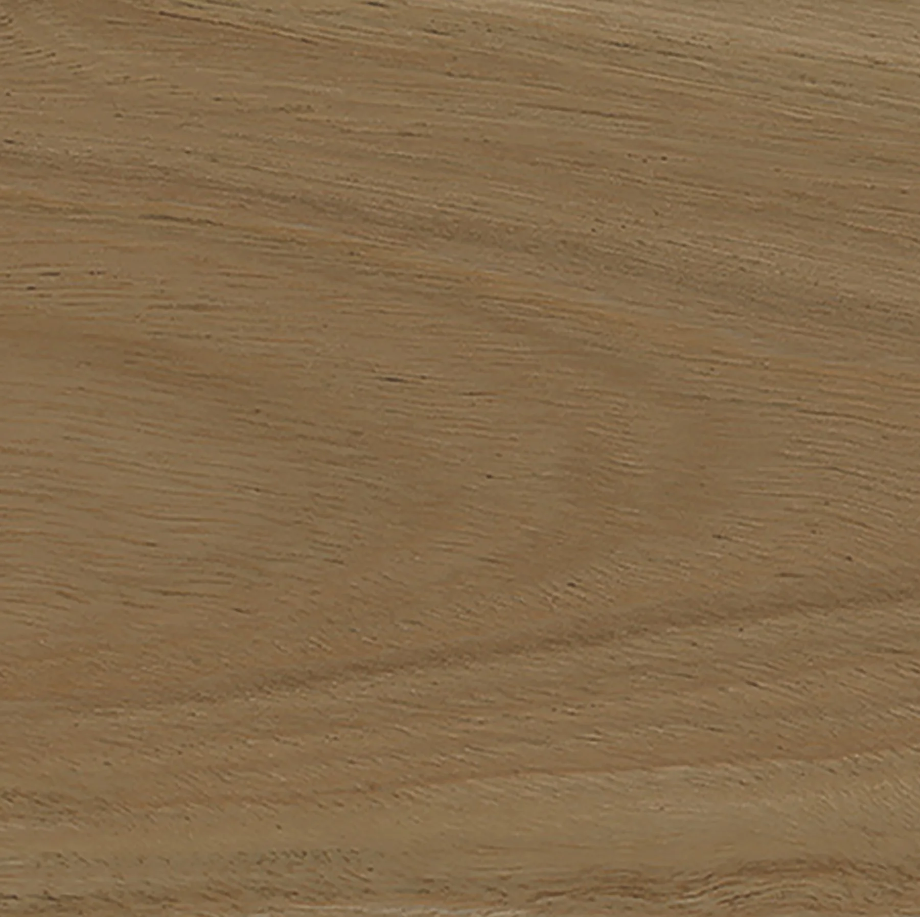 Australian Cypress | 3859