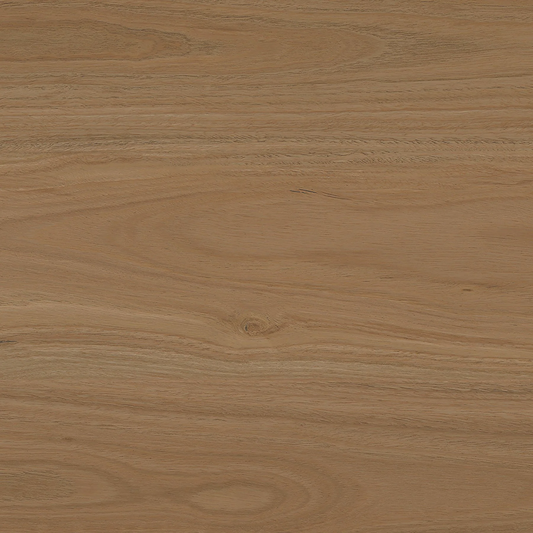 Australian Cypress | 3859