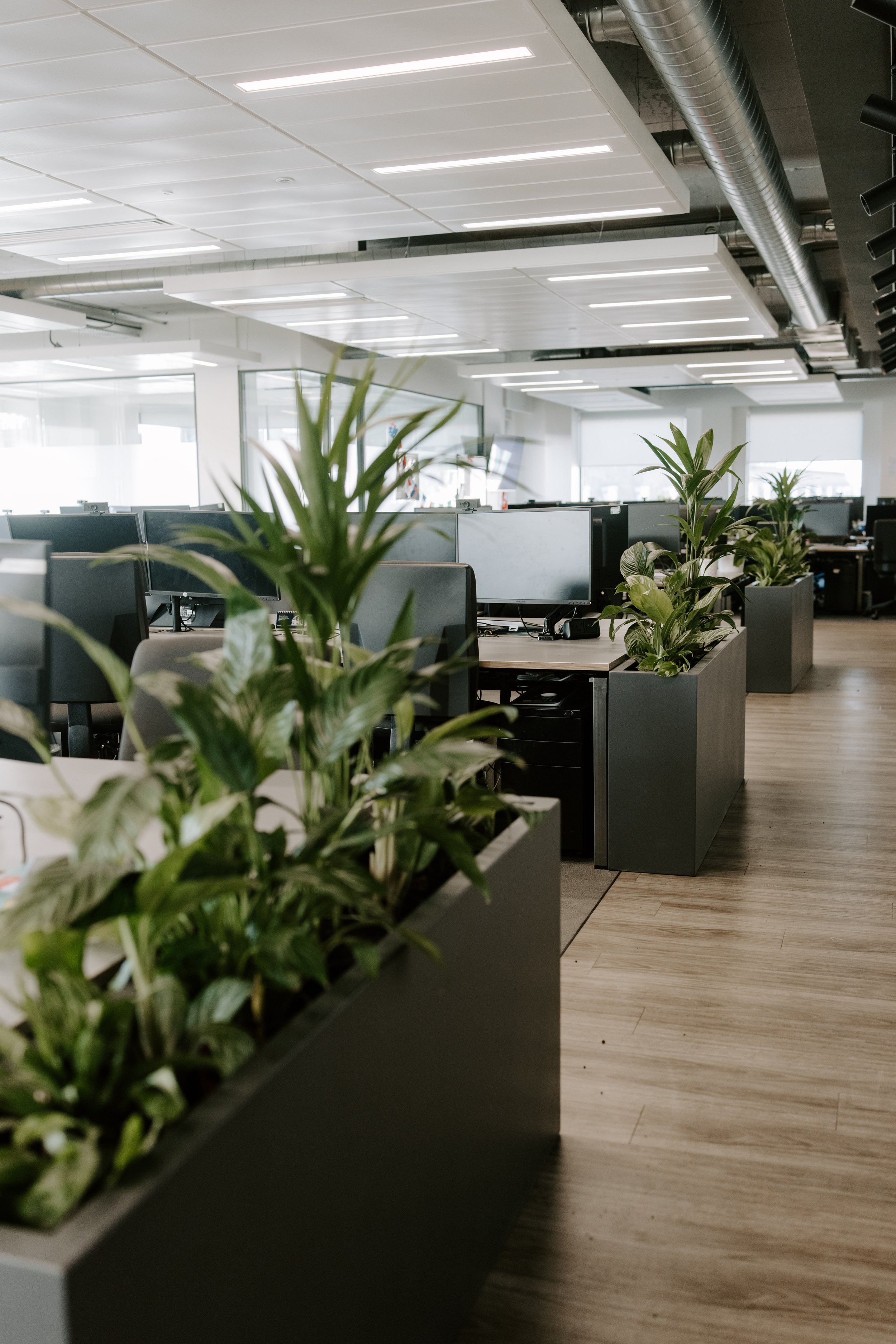 Modern, Sleek Anthracite planted troughs add structure to desk ends. healthy plant trough displays for low light office