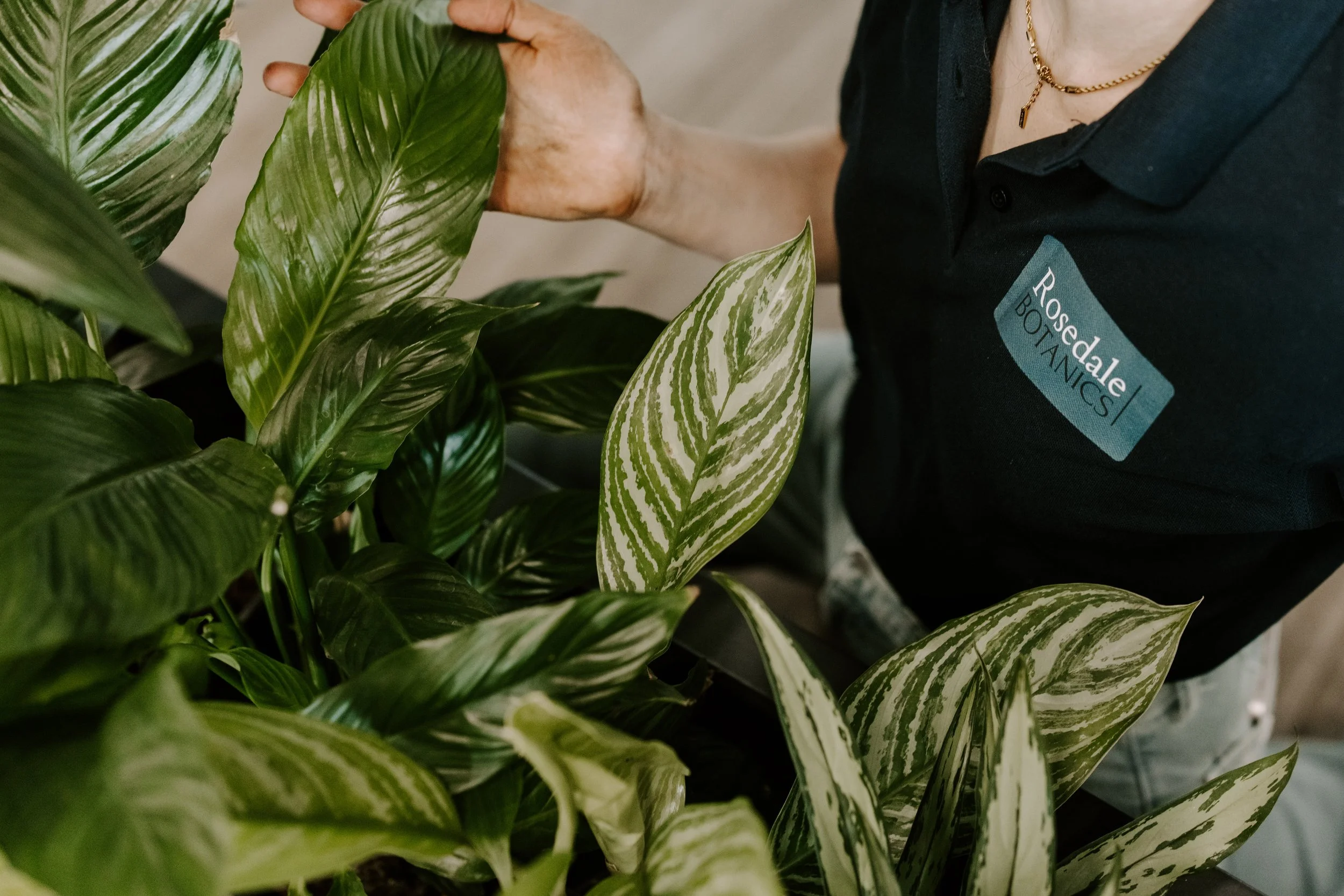 horticultural plant aftercare technician hand touching leaf. real living healthy plants colourful leaves green plants.
