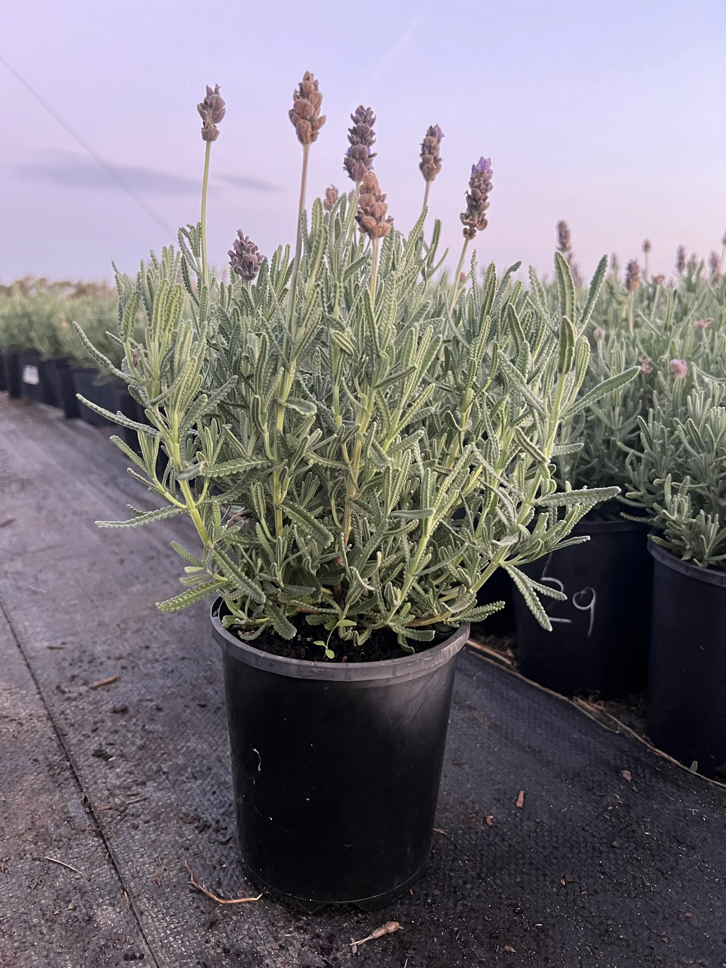 Lavandula dentata - French Lavender 140mm Pot