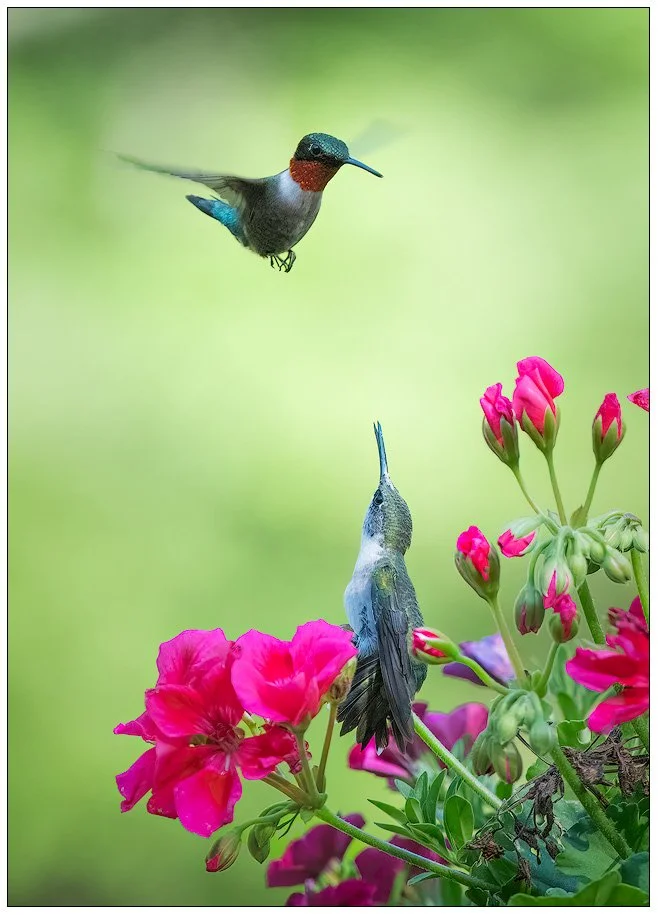 Hummingbird 6654
